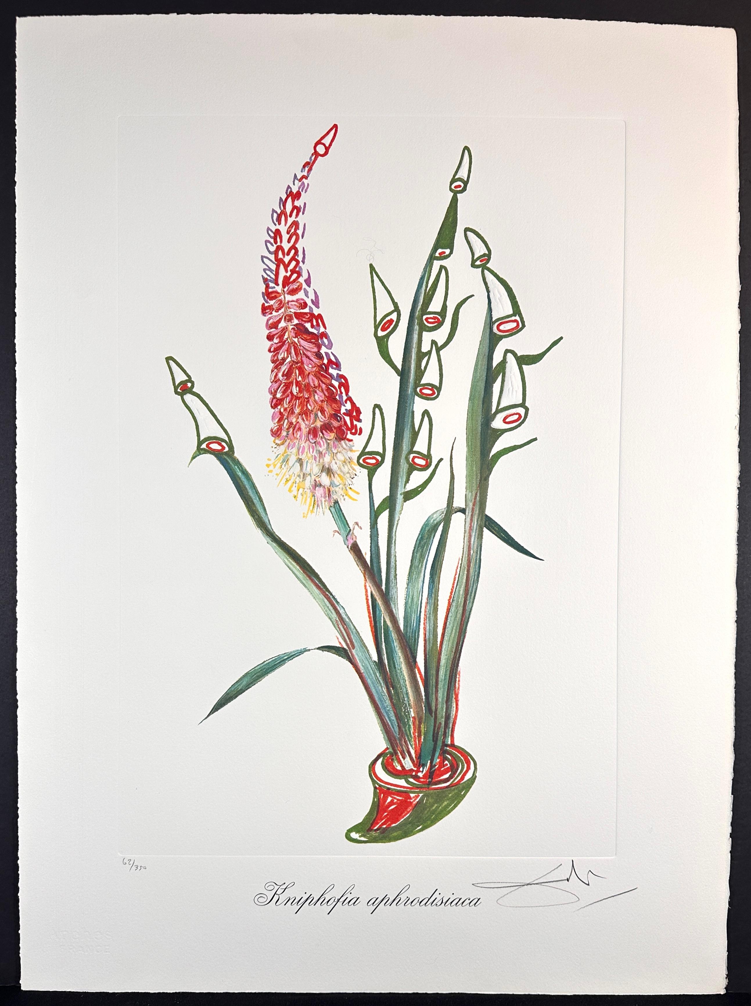 Salvador Dalí Still-Life Print - Florals Rhinoceros Stock