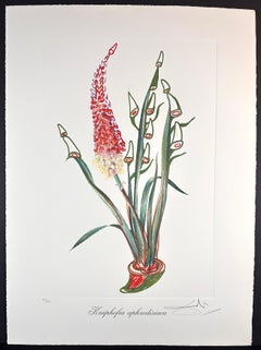Fleurs Rhinocéros Stock