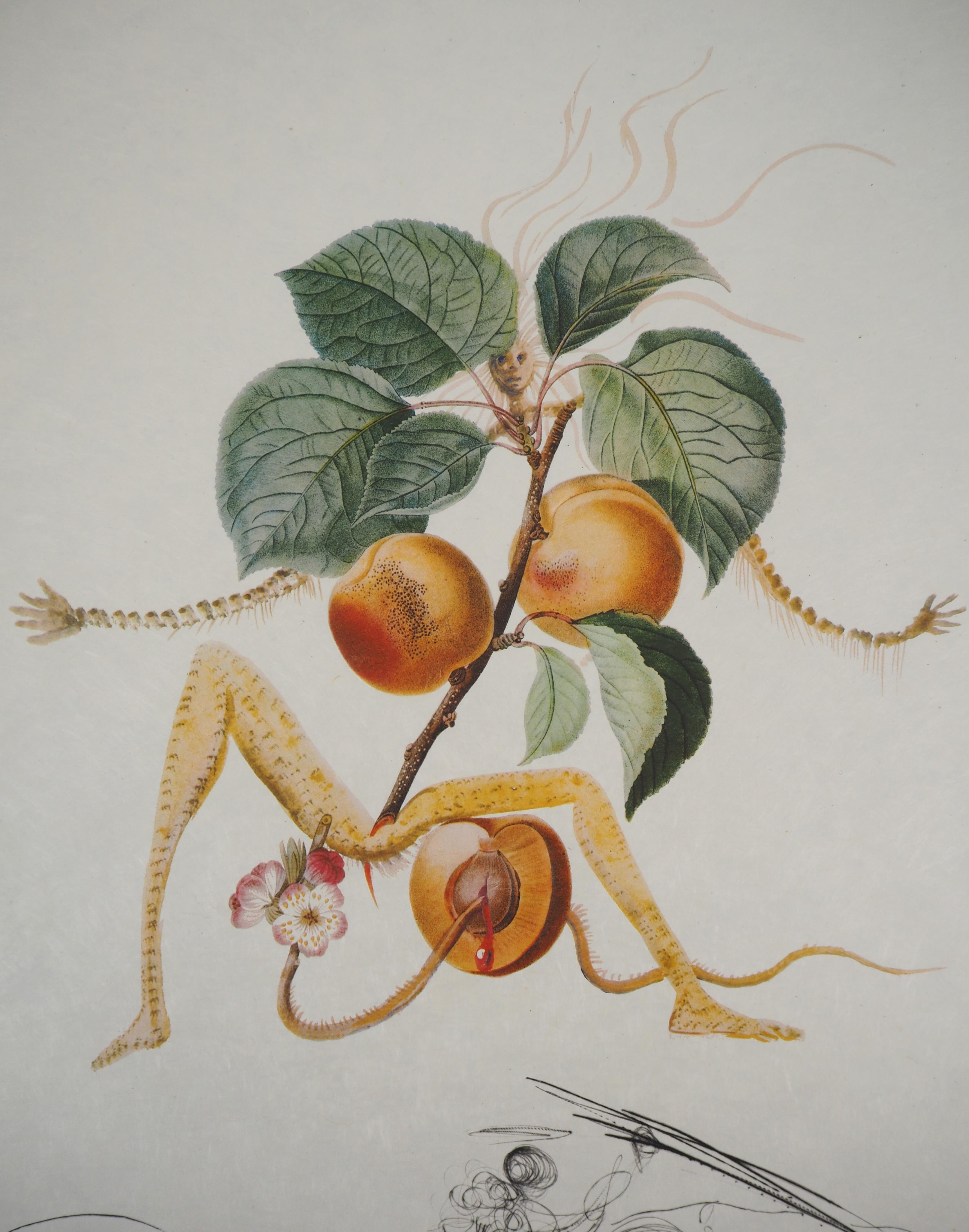 Flordali: Abricot Chevalier (Fruit) - Etching (Field 69-11D) 1