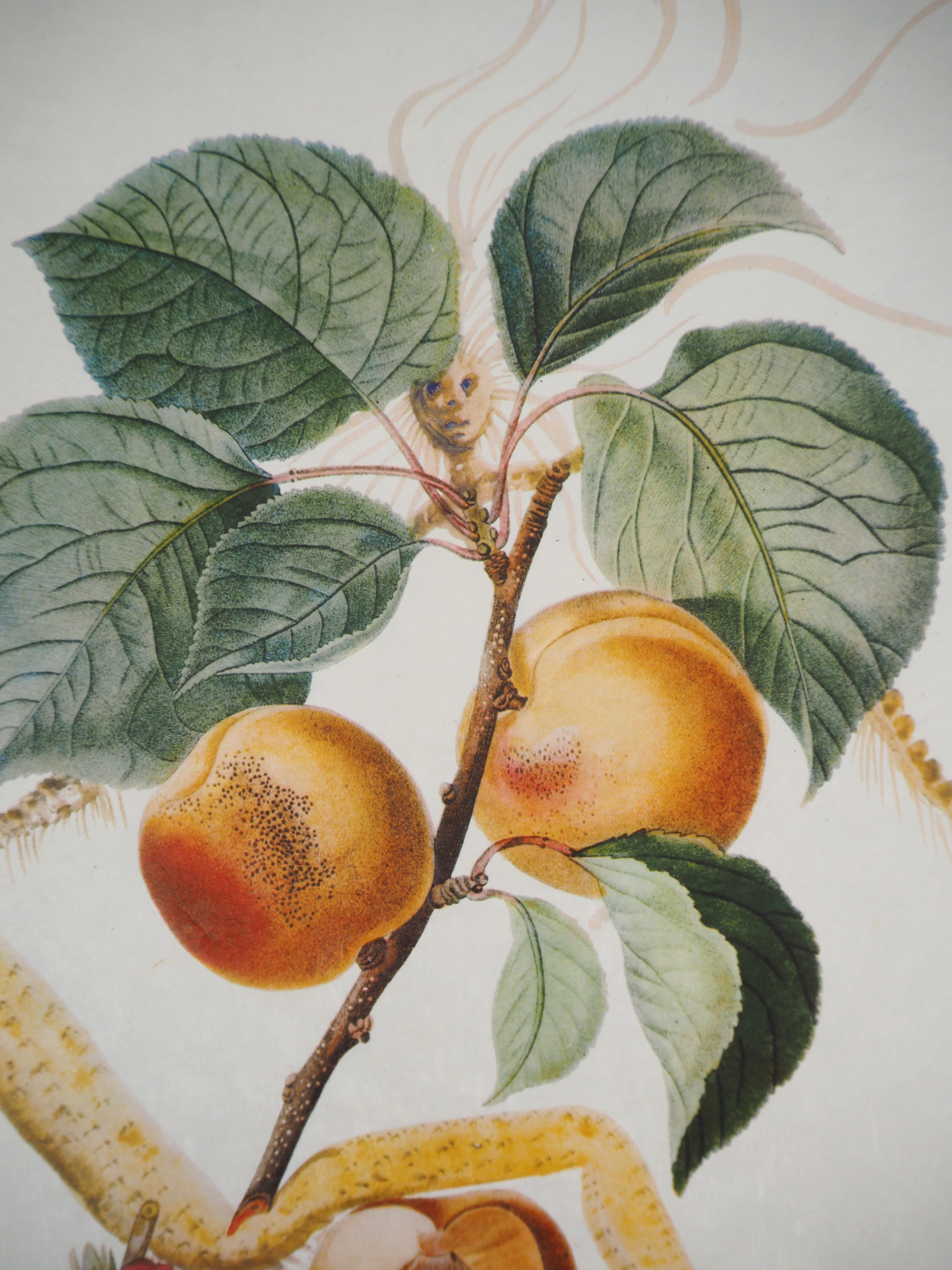 Flordali: Abricot Chevalier (Fruit) - Etching (Field 69-11D) 2