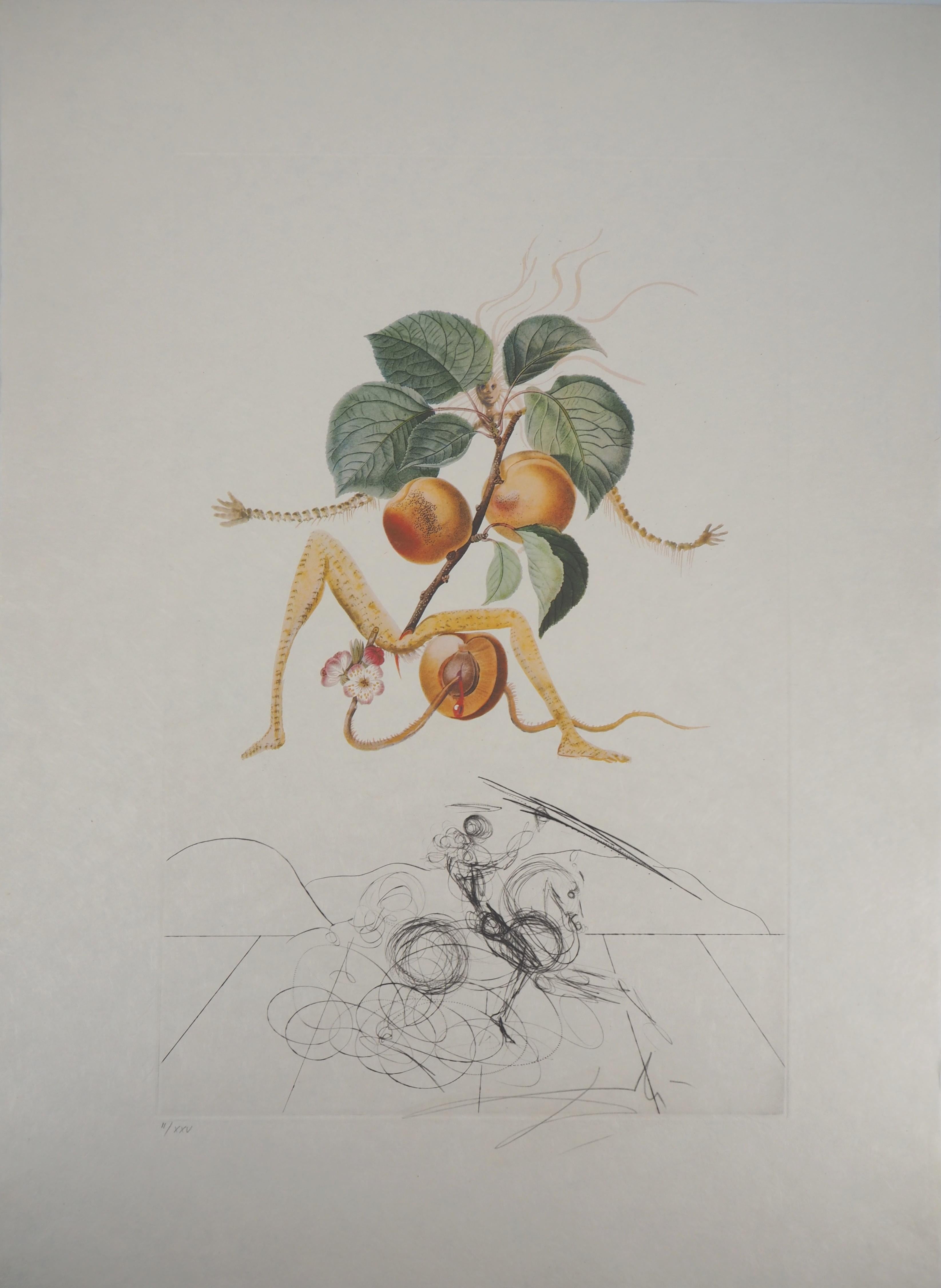 Salvador Dalí Figurative Print - Flordali: Abricot Chevalier (Fruit) - Etching (Field 69-11D)