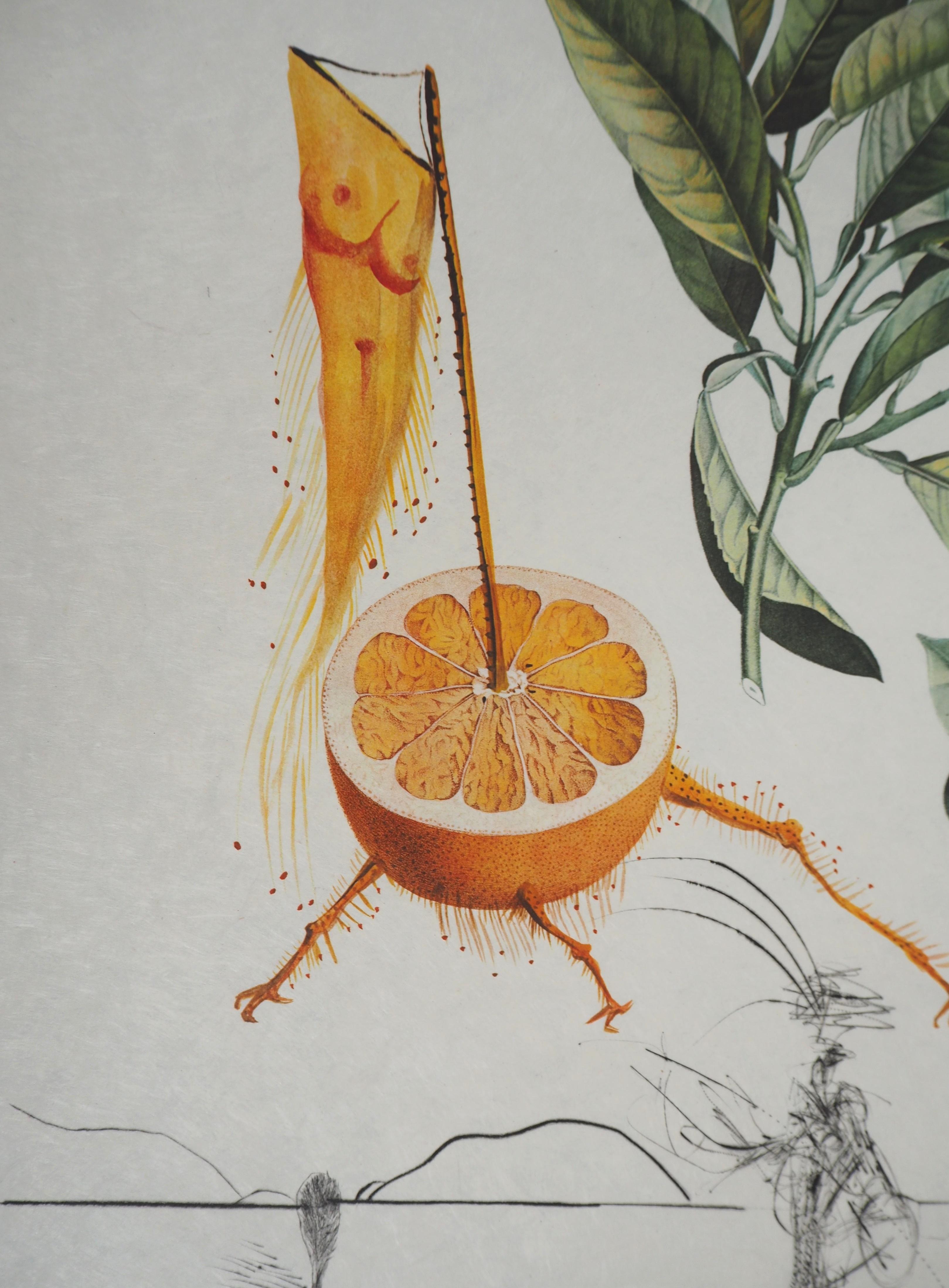 Flordali : Erotic Grapefruit - Original Handsigned Etching (Field #69-11I) - Gray Figurative Print by Salvador Dalí