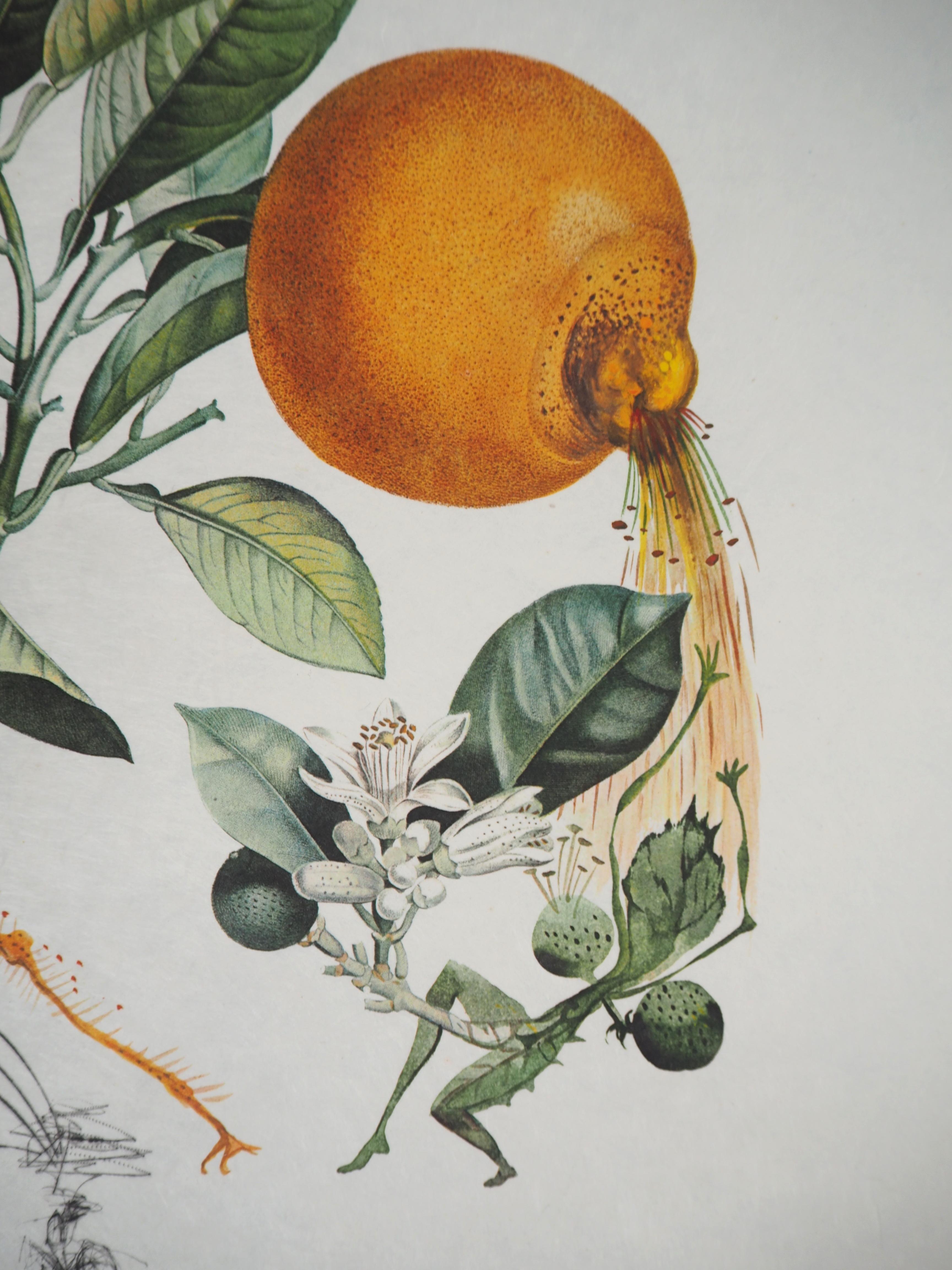 Flordali : Erotic Grapefruit - Original Handsigned Etching (Field #69-11I) 1