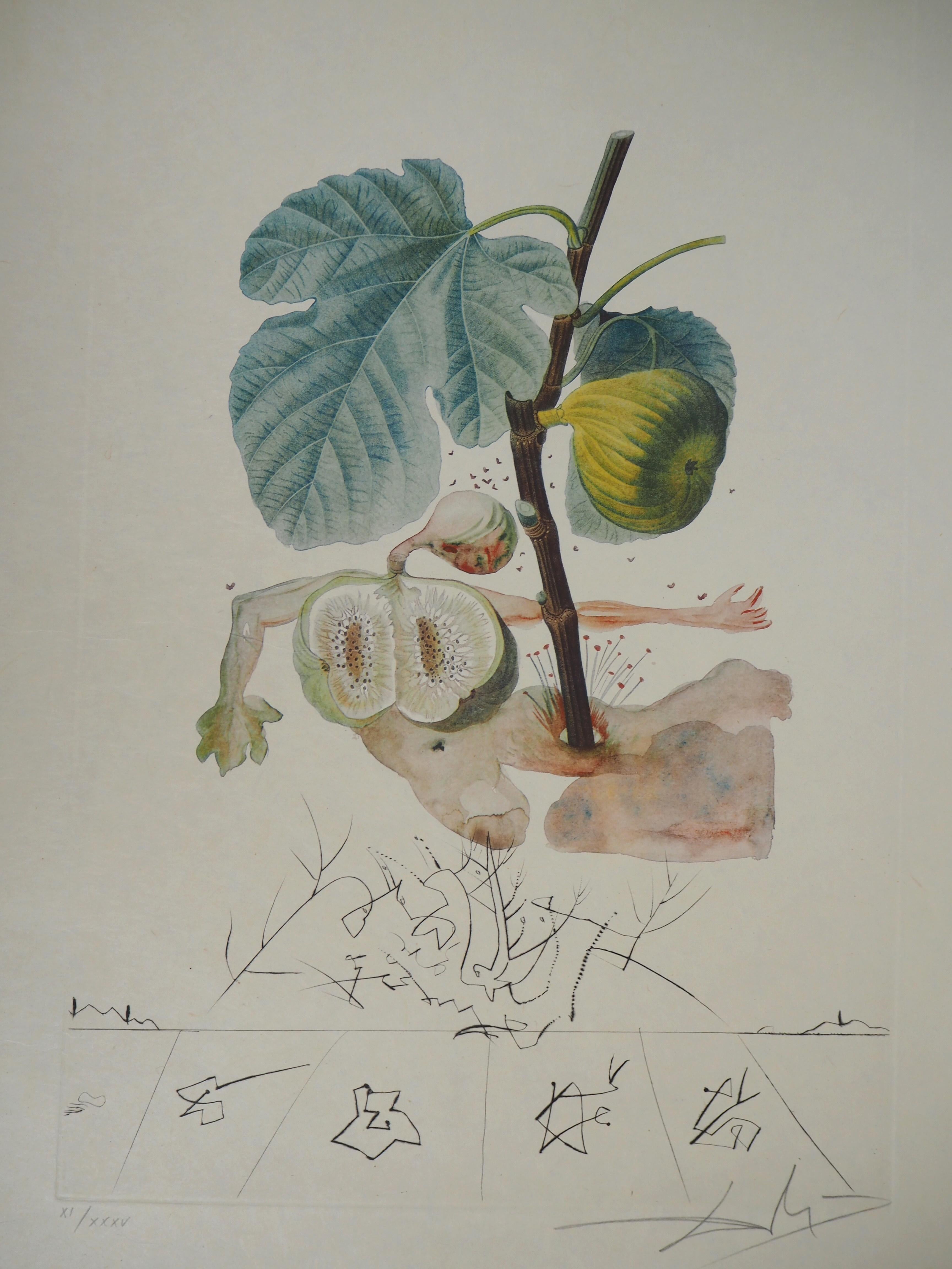 Flordali : Fig (The Fruits) - Original Handsigned Etching (Field 69-11B) - Print by Salvador Dalí