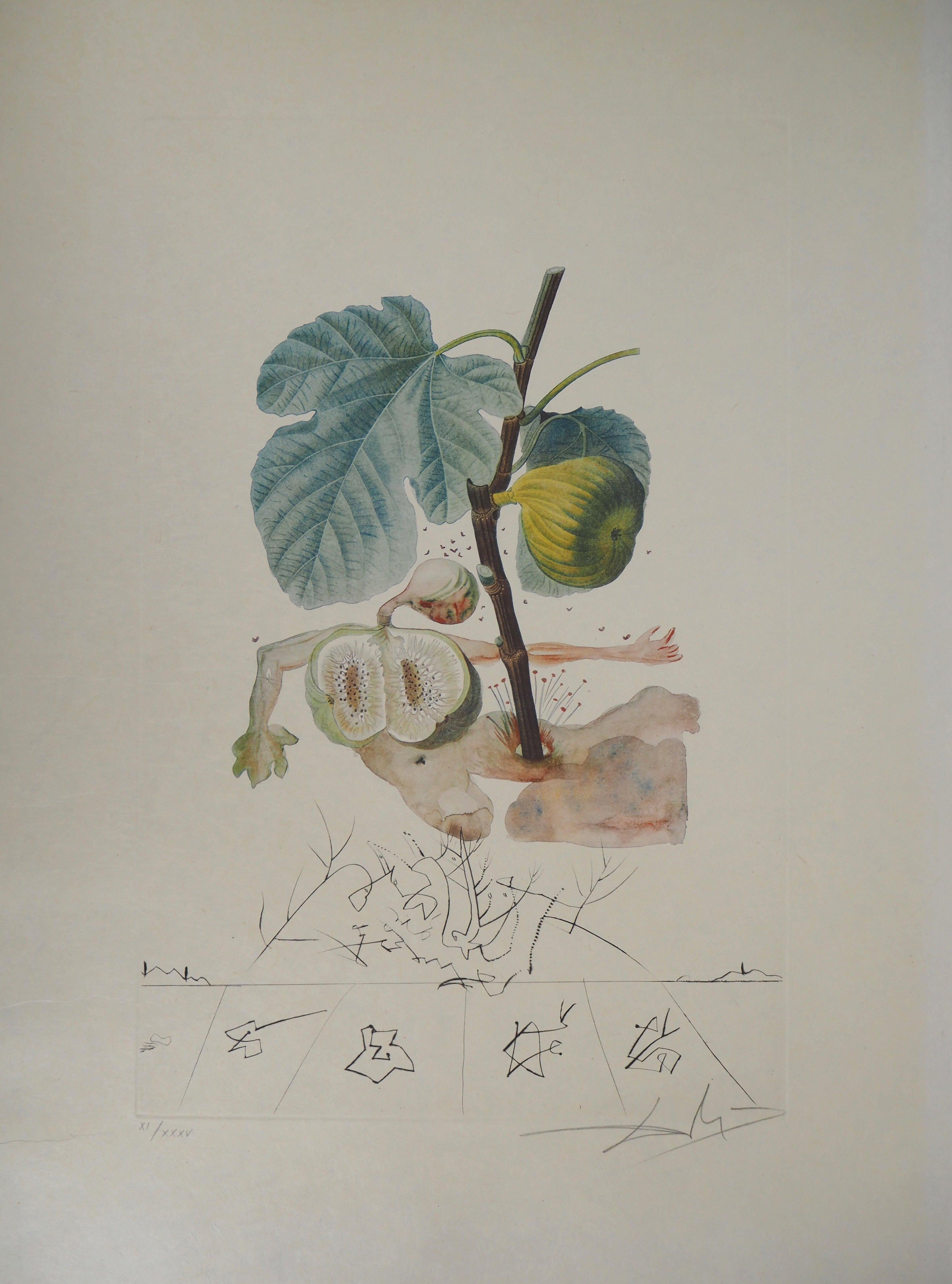 Salvador Dalí Figurative Print - Flordali : Fig (The Fruits) - Original Handsigned Etching (Field 69-11B)