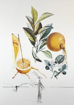 FlorDali/Les Fruits Pompelmo