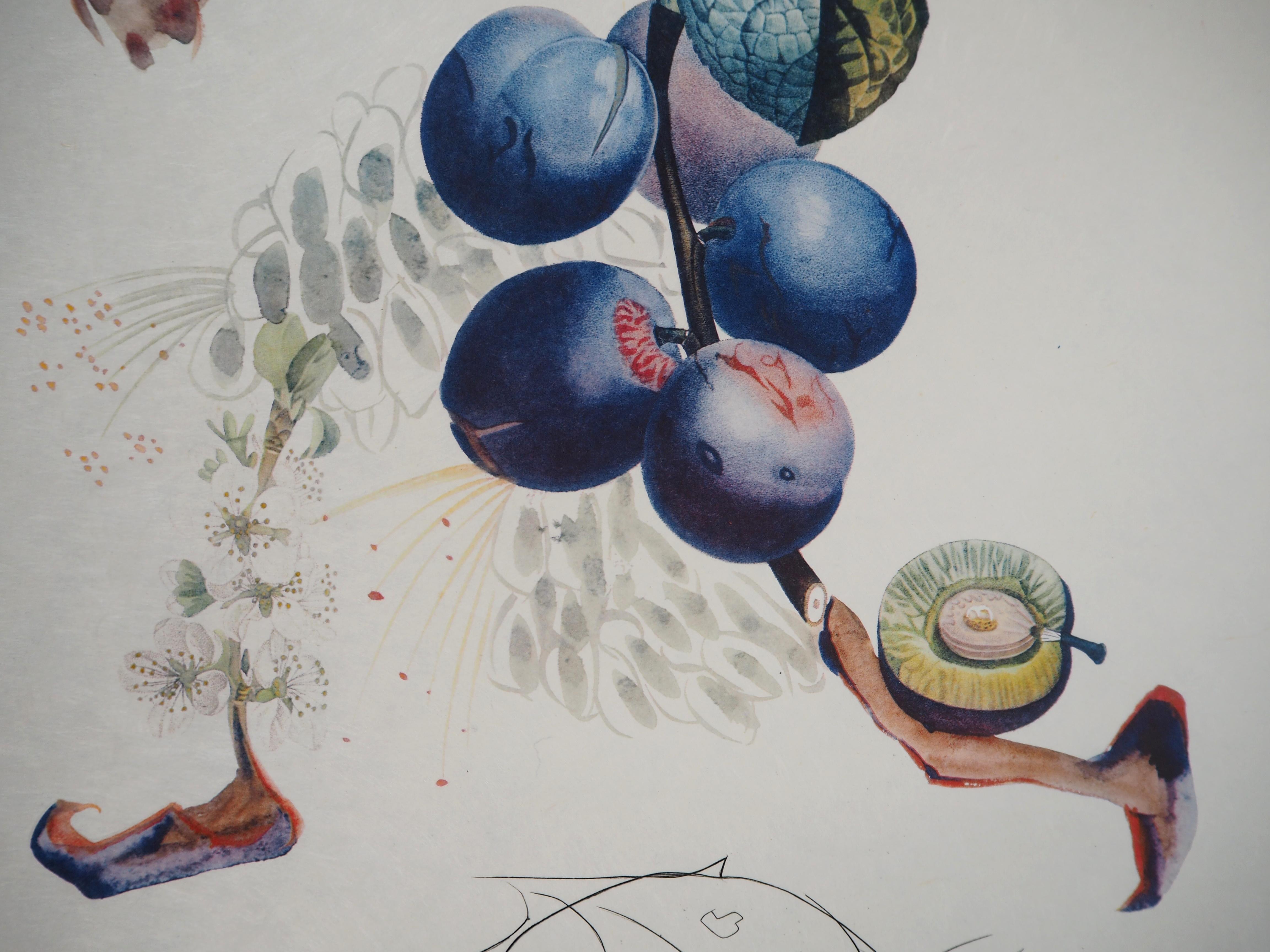 Salvador DALI
Flordali : Plum (The Fruits)

Original embossed Lithograph and Etching
Handsigned in pencil
Numbered /35 copies.
On Japan paper 77 x 56 cm (c. 31 x 22 inch)

INFORMATION : 
From the serie 'FlorDali' (The Fruits) printed by Matthieu