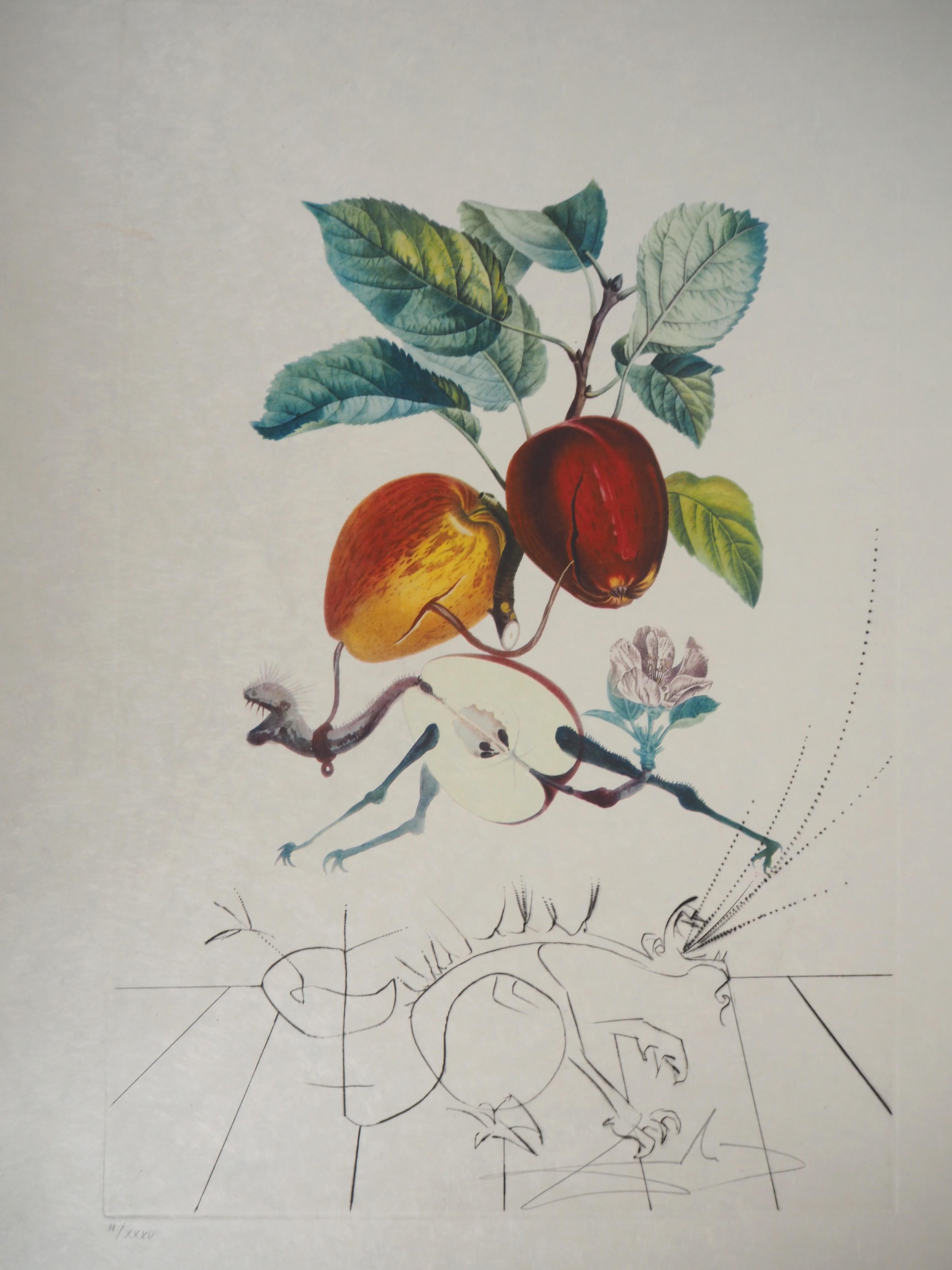 Flordali : The Fruits, Eve's Apple - Original Handsigned Etching (Field 69-11A) - Print by Salvador Dalí