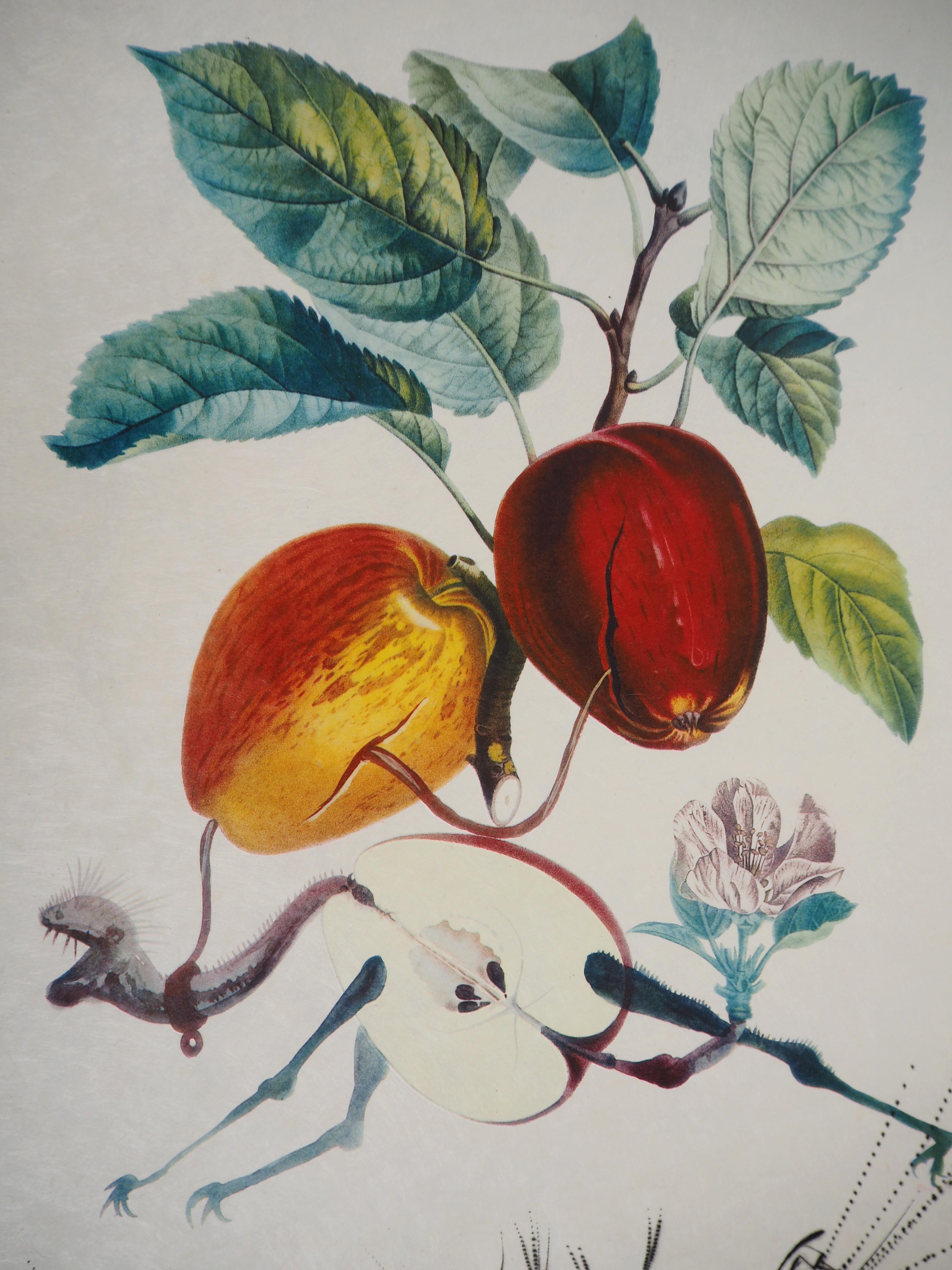 Salvador DALI
Flordali : Eve's Apple (The Fruits)

Original embossed Lithograph and Etching
Handsigned in pencil
Numbered /35 copies.
On Japan paper 77 x 56 cm (c. 31 x 22 inch)

INFORMATION : 
From the serie 'FlorDali' (The Fruits) printed by