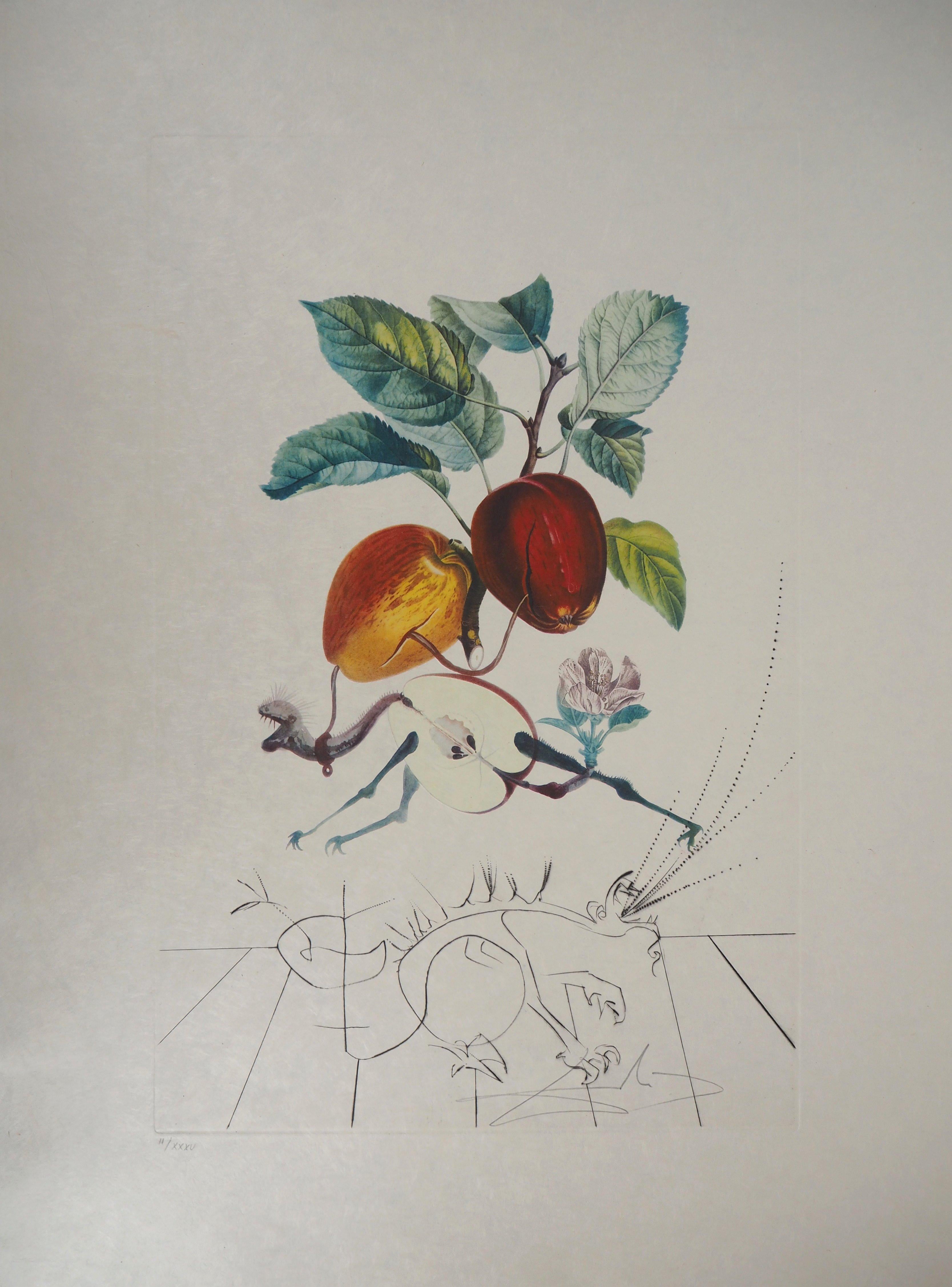 Salvador Dalí Figurative Print - Flordali : The Fruits, Eve's Apple - Original Handsigned Etching (Field 69-11A)