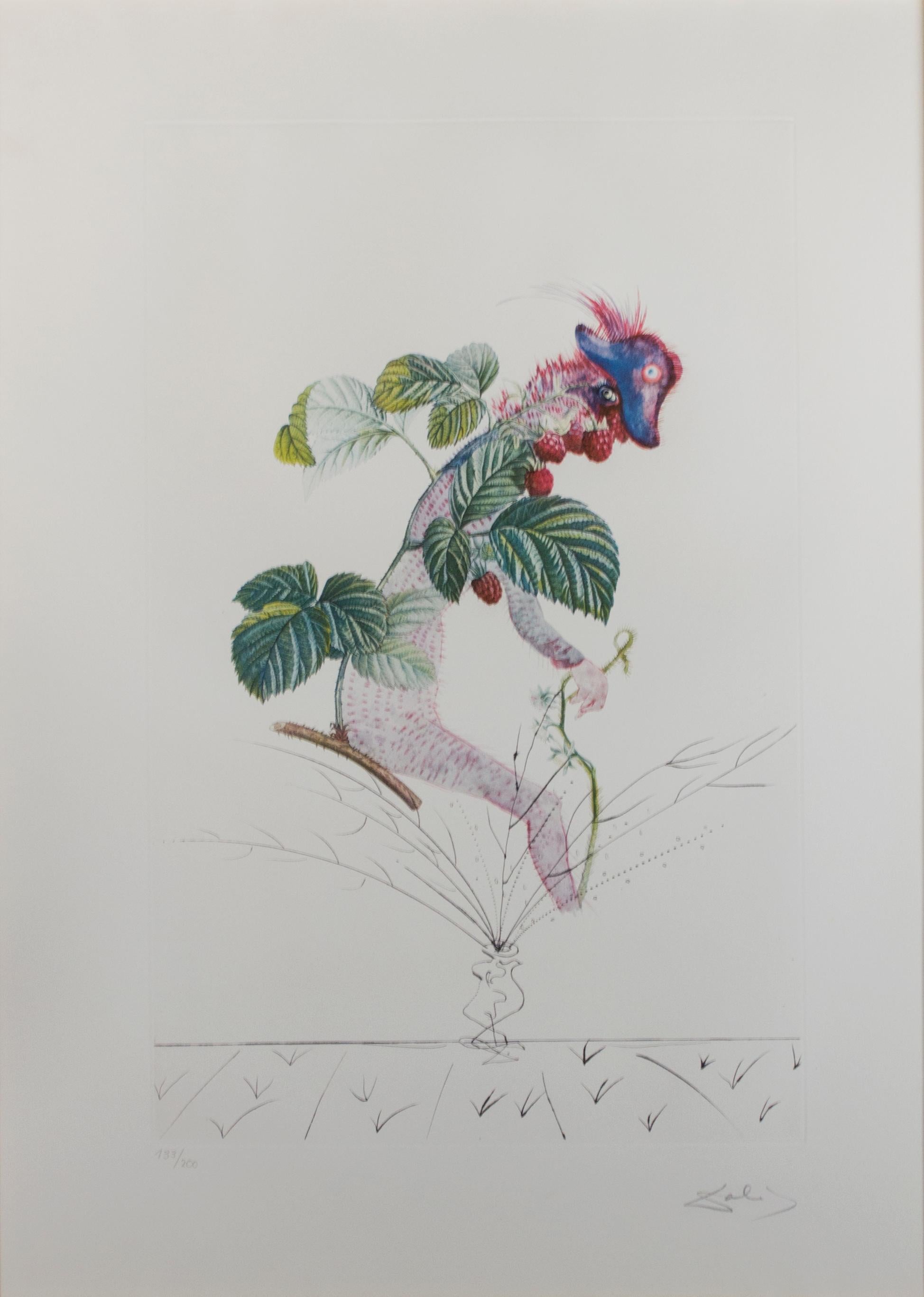 „Framboisier (Raspberry Bush)“ Original-Farblithographie und Radierung von Dal – Print von Salvador Dalí