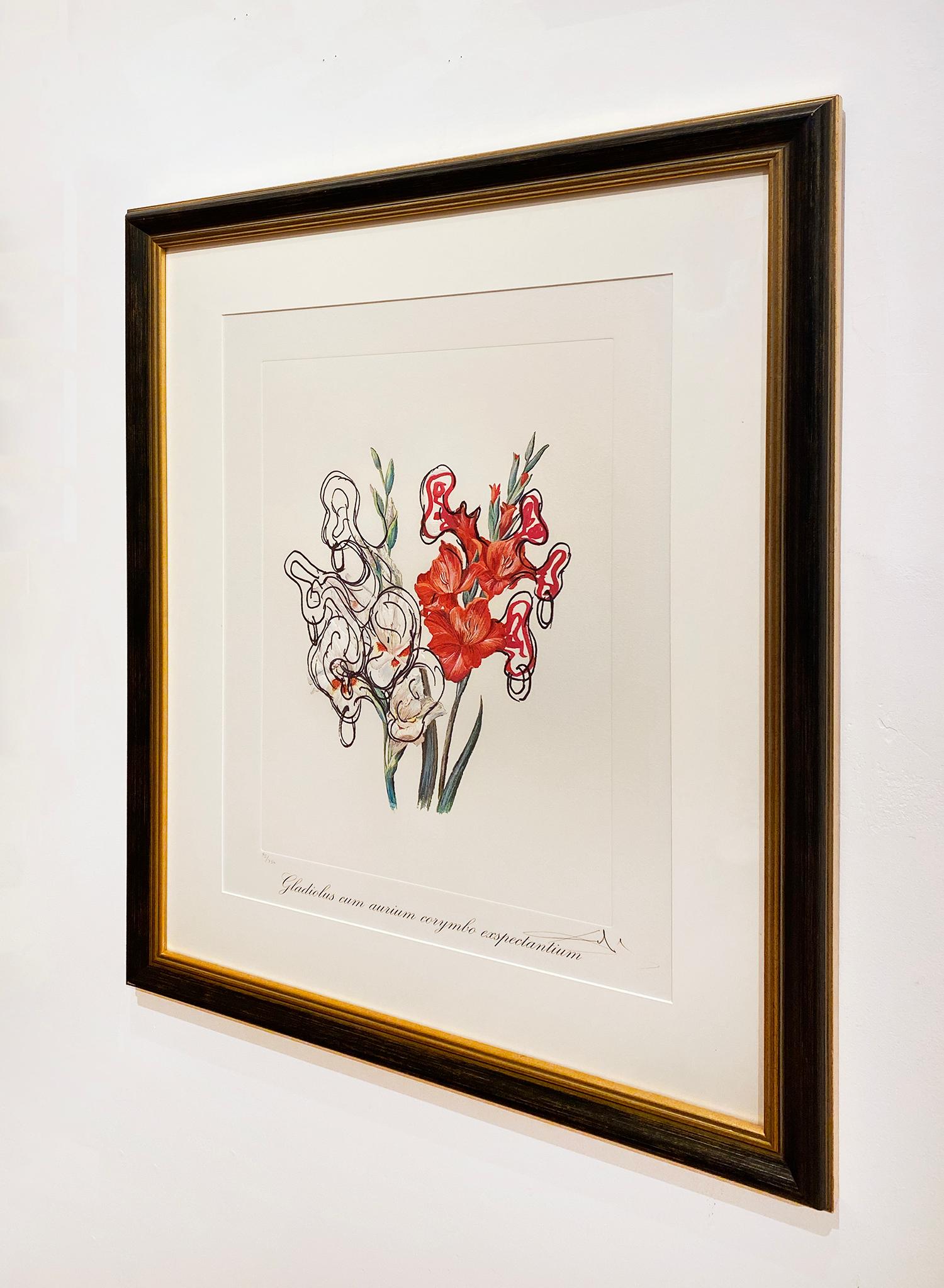 Gladiolus Cum Aurium Corymbo Expentantium (Pirate’s Gladioli) - Surrealist Print by Salvador Dalí