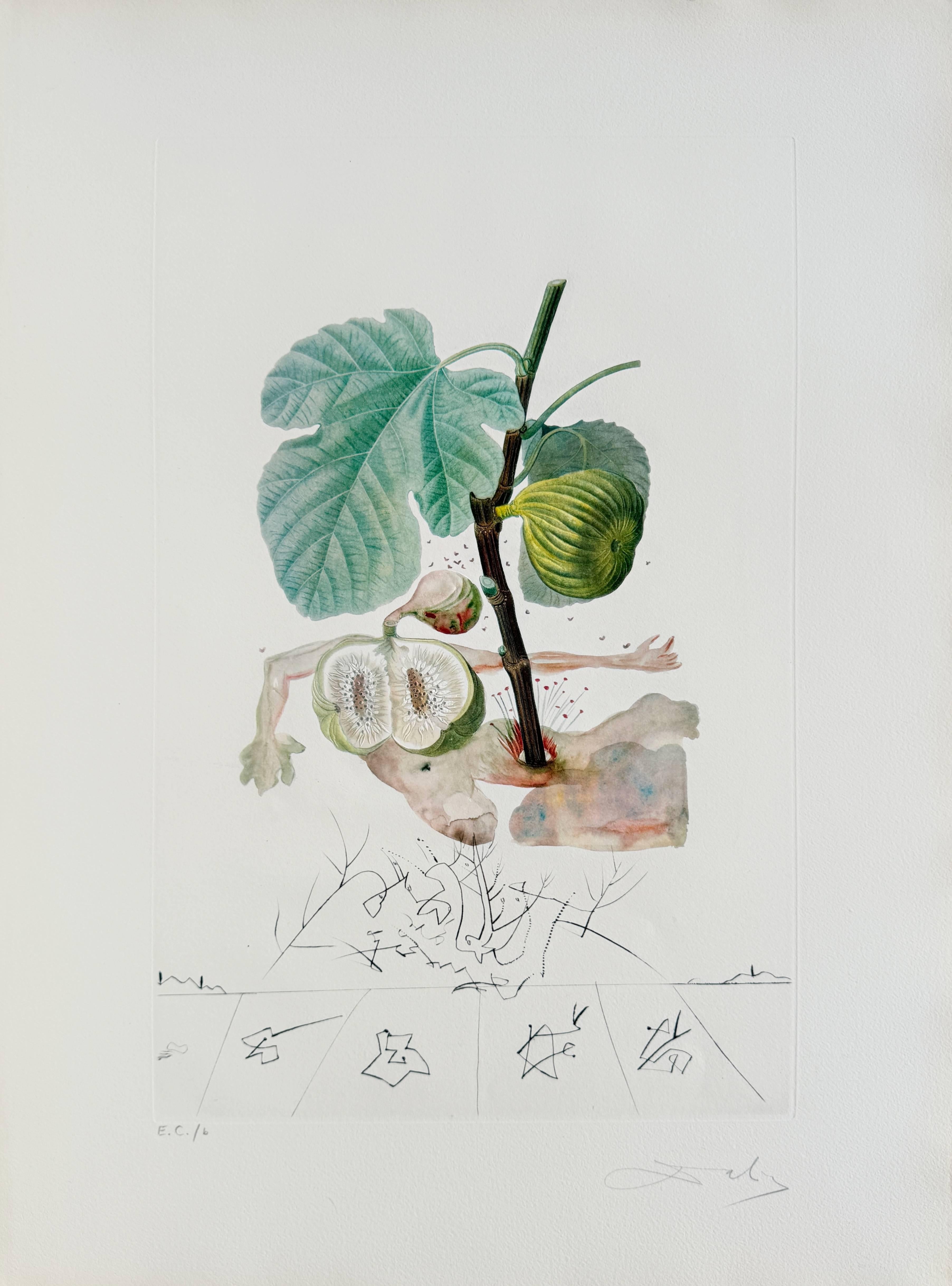 Homme figuier (Fig Man)