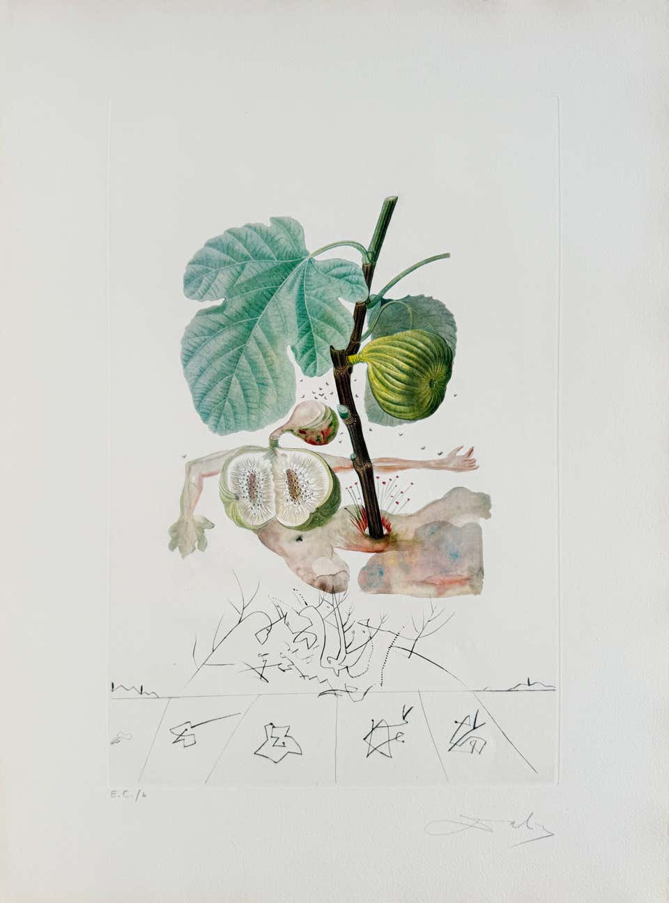 Homme figuier (Fig Man)