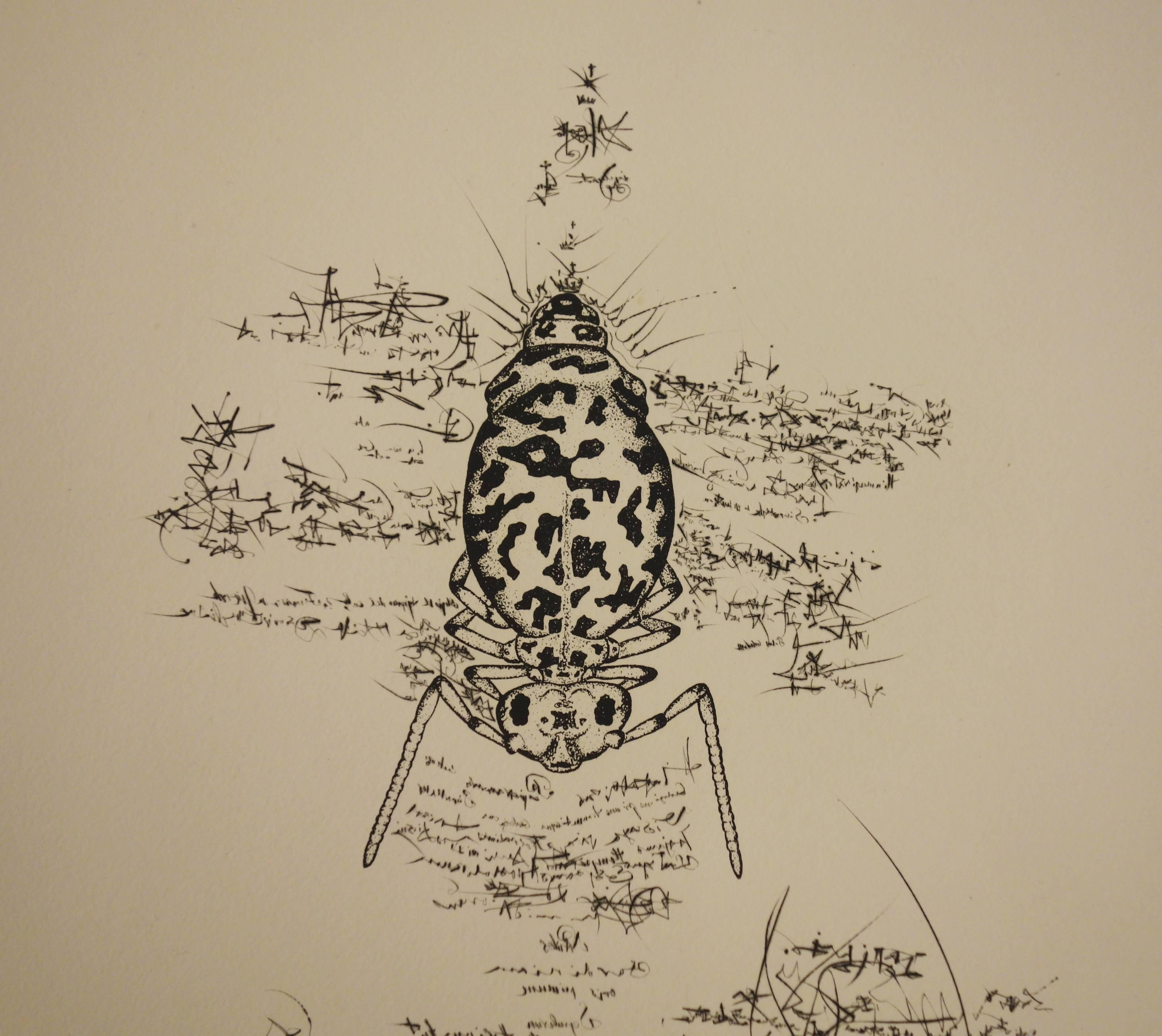 Salvador Dali (1904-1989) 
Immortalité du Dalianus Galea (1973) 

Original Etching on Auvergne vellum
Handsigned in pencil
Numbered /Z
Size : 22,8 x 15.3 inch (58 x 39 cm) 

References : Catalog raisonné Field 73-20F / Michler and Lopsinger
