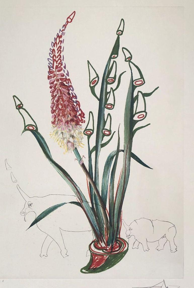 Kniphofia Aphrodisiaca - Surrealistic Florals - Original Etching Handsigned  - Print by Salvador Dalí
