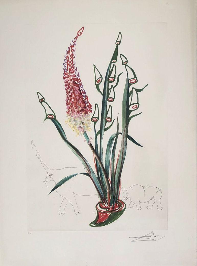 Salvador Dalí Still-Life Print - Kniphofia Aphrodisiaca - Surrealistic Florals - Original Etching Handsigned 