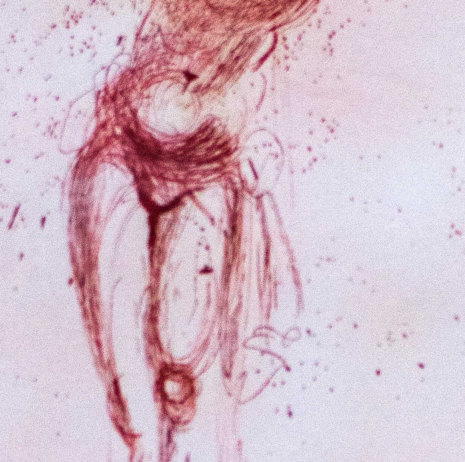 Le Christ 1964 acquaforte originale firmata a sanguigna di Salvador Dalì - Print Surrealismo di Salvador Dalí