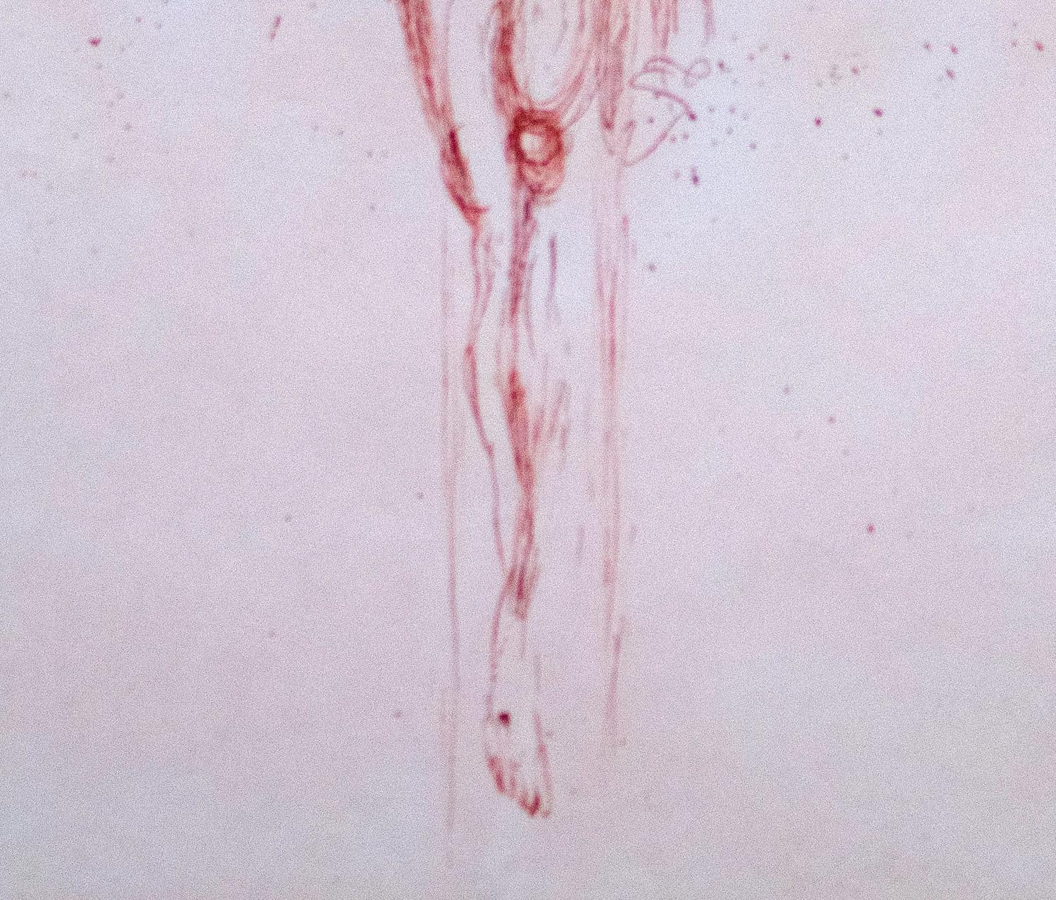       Le Christ 1964 acquaforte originale firmata a sanguigna di Salvador Dalì. Edizione limitata numero XCVI/C su 100 su carta Japon. Pubblicato da Pierre Argillet, Parigi. Una superba impressione di questa scarsissima incisione. Michler/Löpsinger