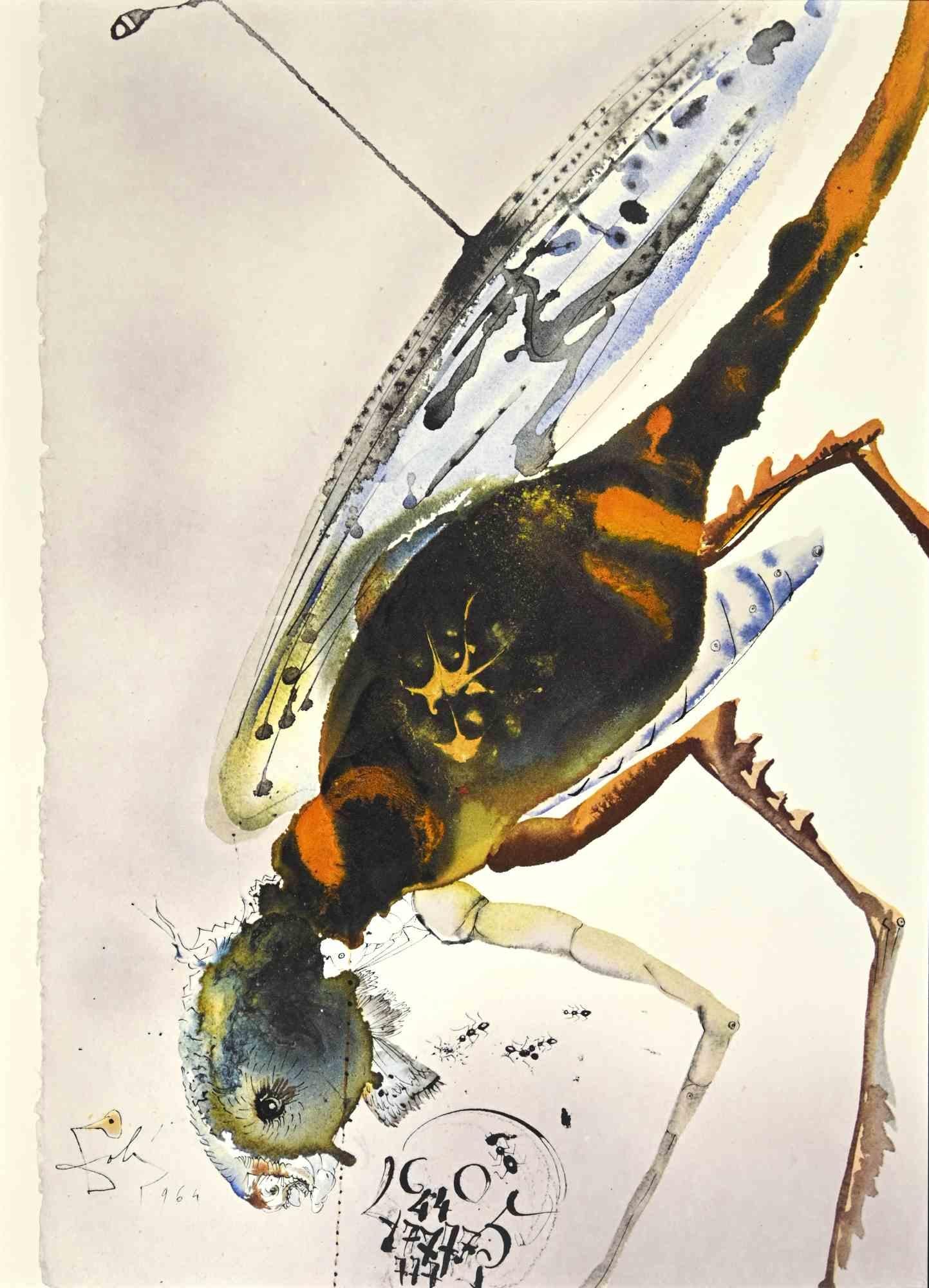 Salvador Dalí Print - Lochusta et Bruchus - Lithograph - 1964
