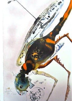 Lochusta et Bruchus - Litografia - 1964