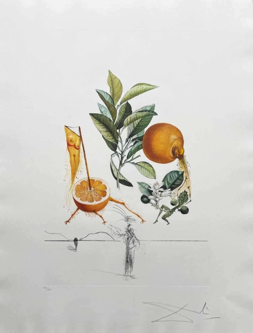 Salvador Dalí Print - Pamplemousse érotique (Erotic Grapefruit)