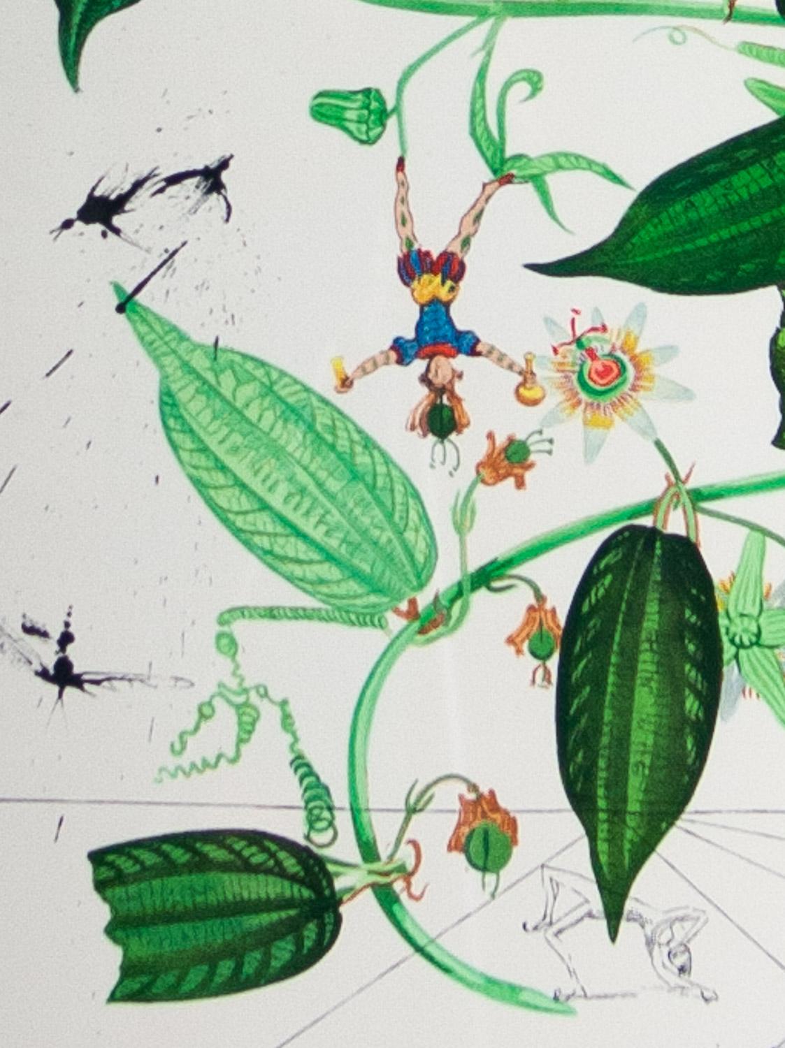 Passiflora Laurigera, acquaforte originale firmata  Flora Dalinae 1968 Salvador Dalì - Print Surrealismo di Salvador Dalí