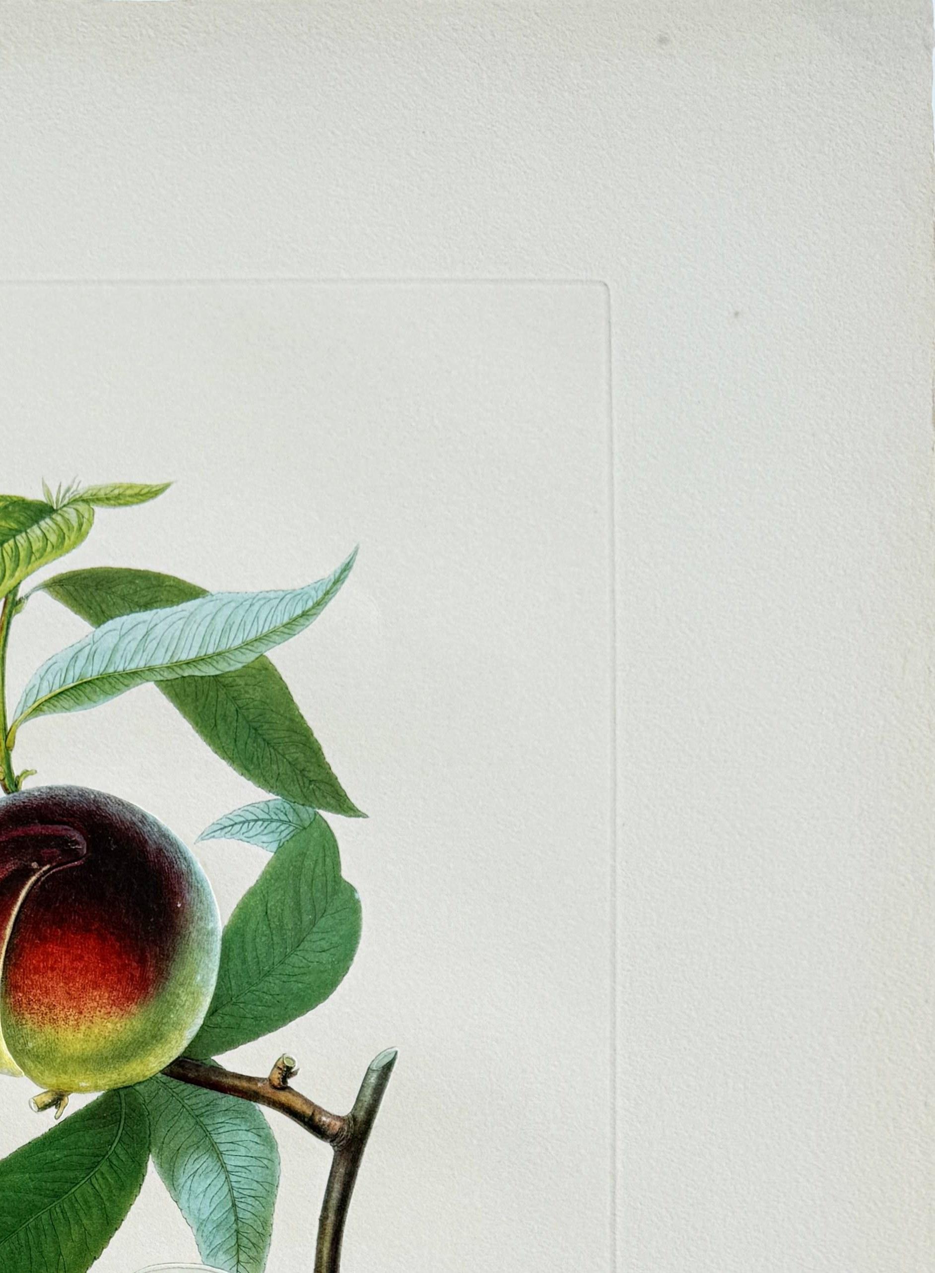 Salvador Dali (1904-1989) - Penitent Peach-tree from Flordali suite

Lithograph with drypoint etching from 1969.

The edition XLVII/CL on Auvergne paper.

Dimensions of work: 74.5 x 54.5 cm.

Hand signed.

Publisher: Werbungs- und Commerz Union