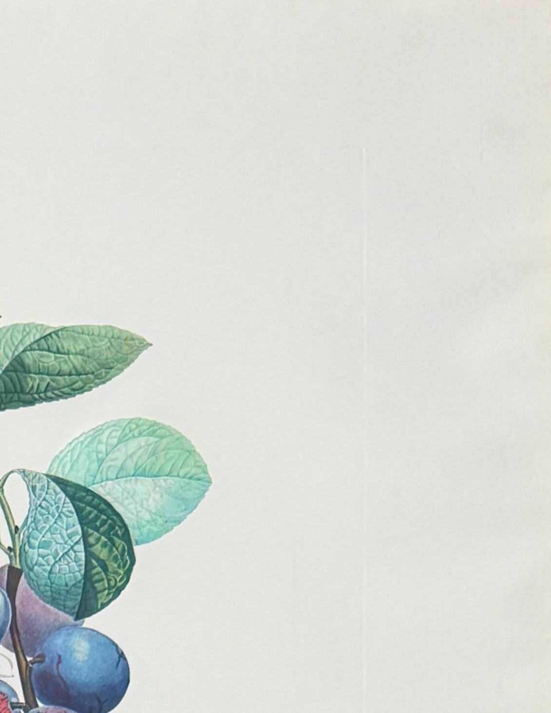 Prunier hâtif (Hurrying Plum-tree) - Gray Print by Salvador Dalí