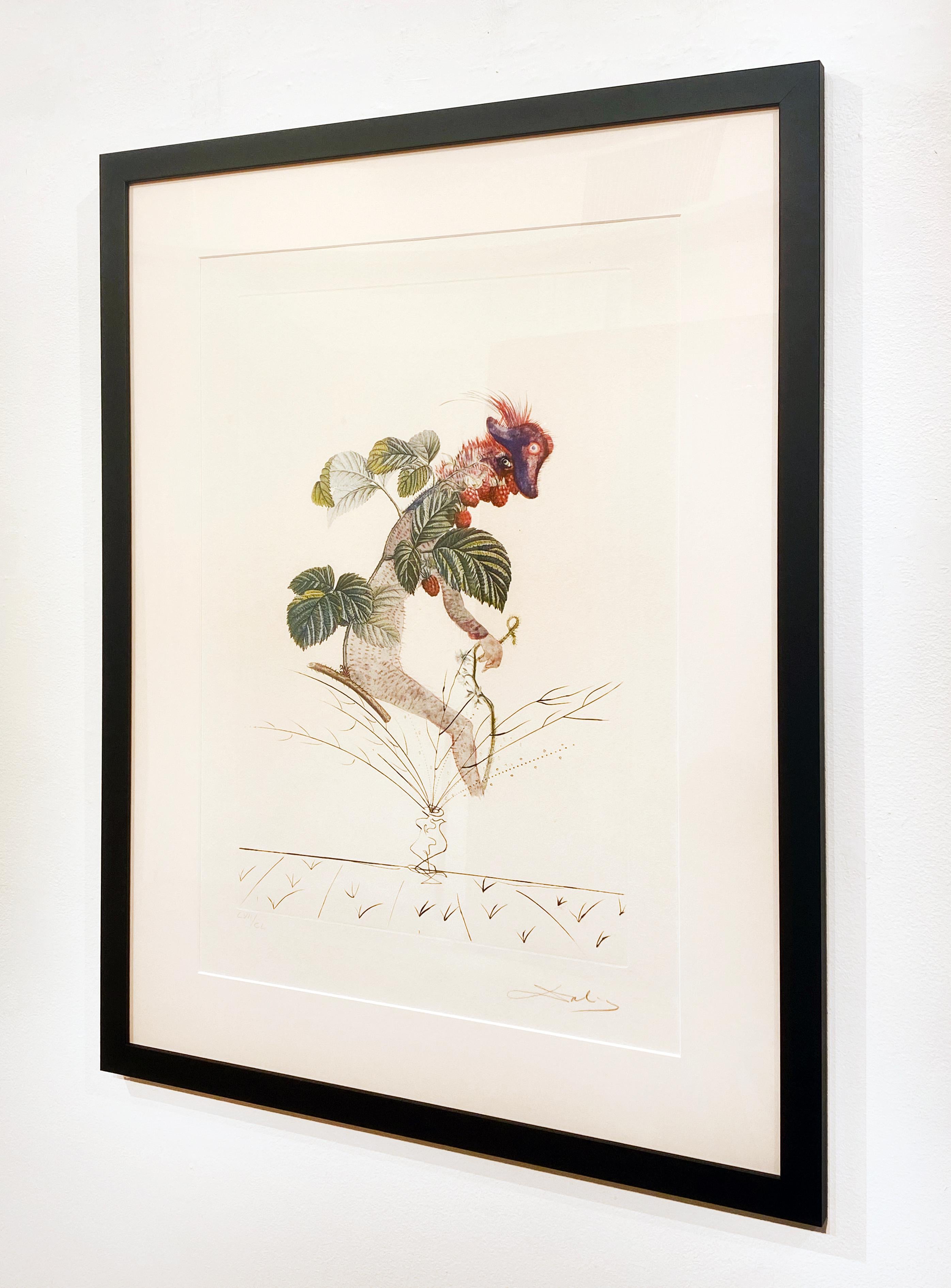 Artist:  Dali, Salvador
Title:  Raspberry Bush
Series:  Flors Dali (The Fruits)
Date:  1969
Medium:  Lithograph with original drypoint remarques
Framed Dimensions:  37