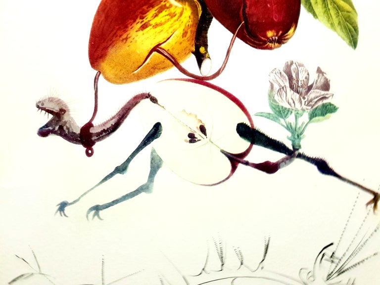 Salvador Dali Salvador Dali Apple Dragon Original Hand