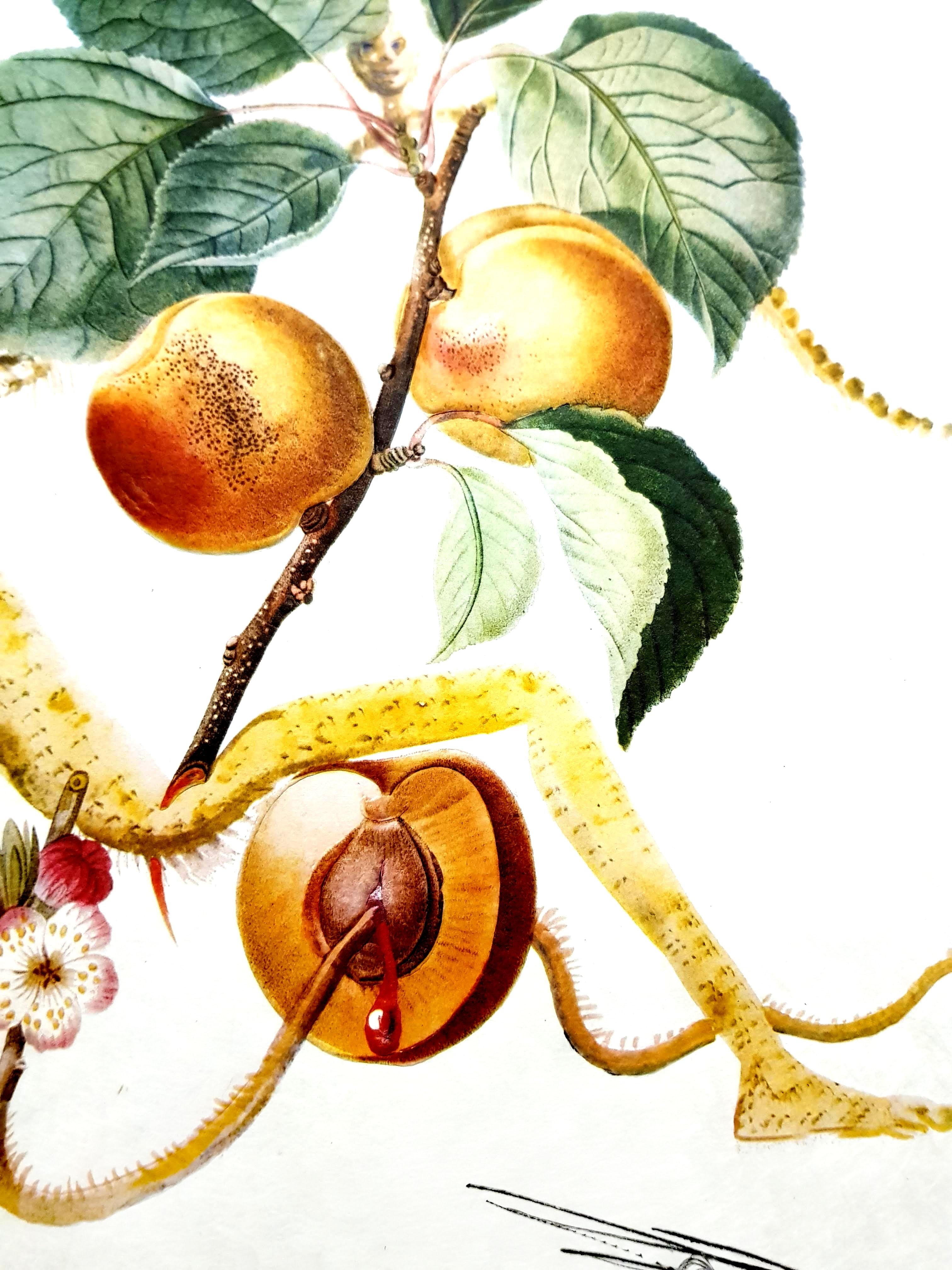 Salvador Dali - Apricot - Original handsignierte Lithographie im Angebot 5