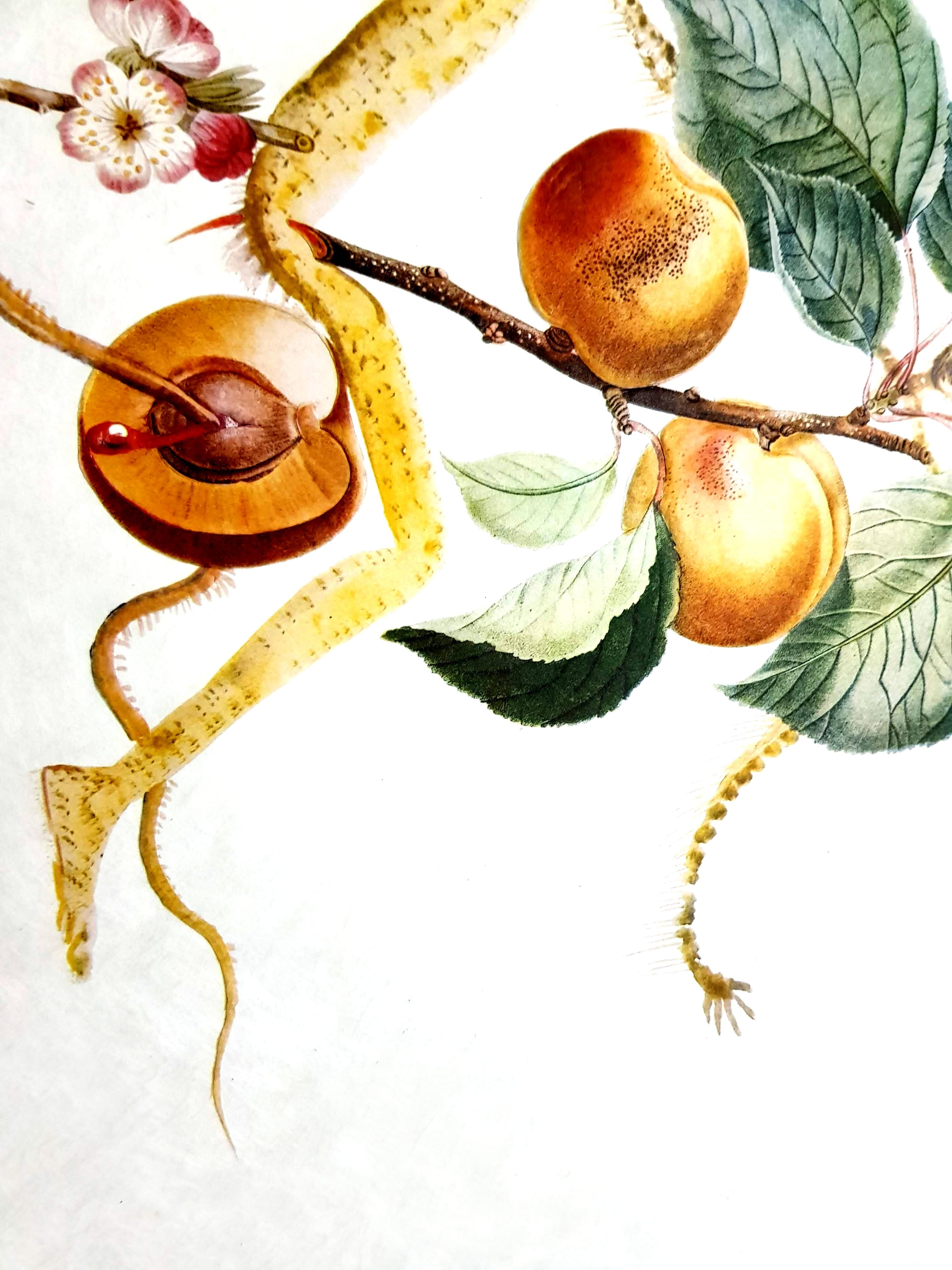 Salvador Dali - Apricot - Original Hand-Signed Lithograph For Sale 4