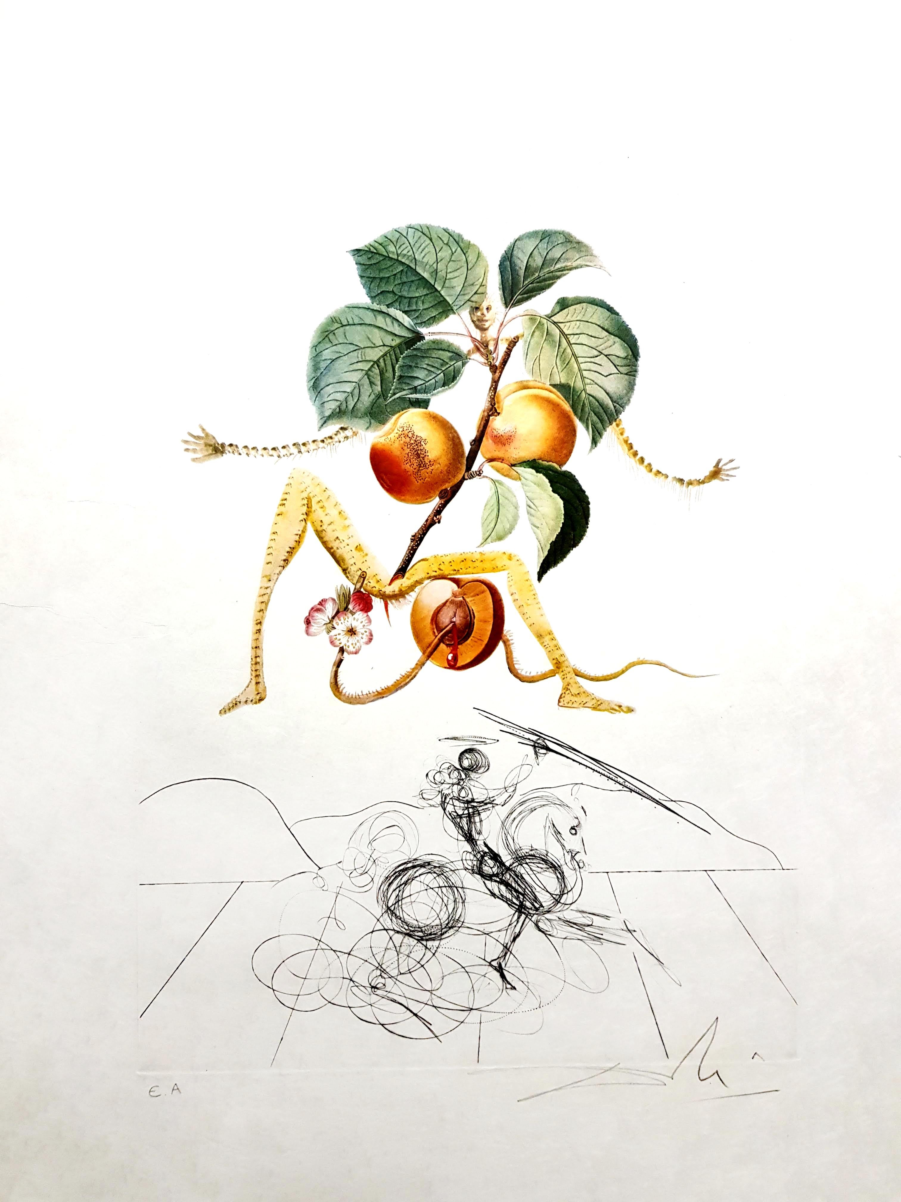 Salvador Dali - Apricot - Original Hand-Signed Lithograph For Sale 6