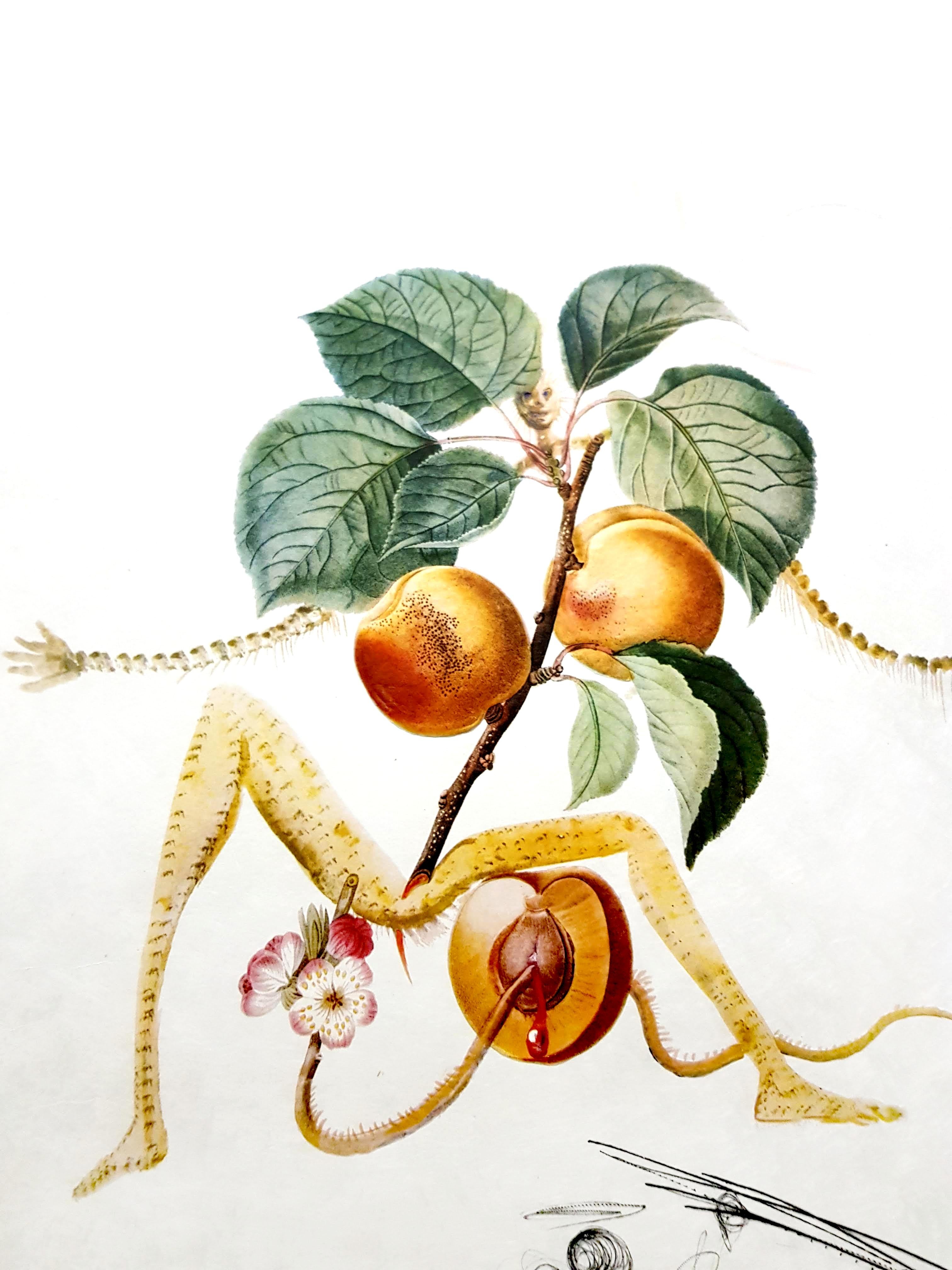 Salvador Dali - Apricot - Original handsignierte Lithographie im Angebot 1