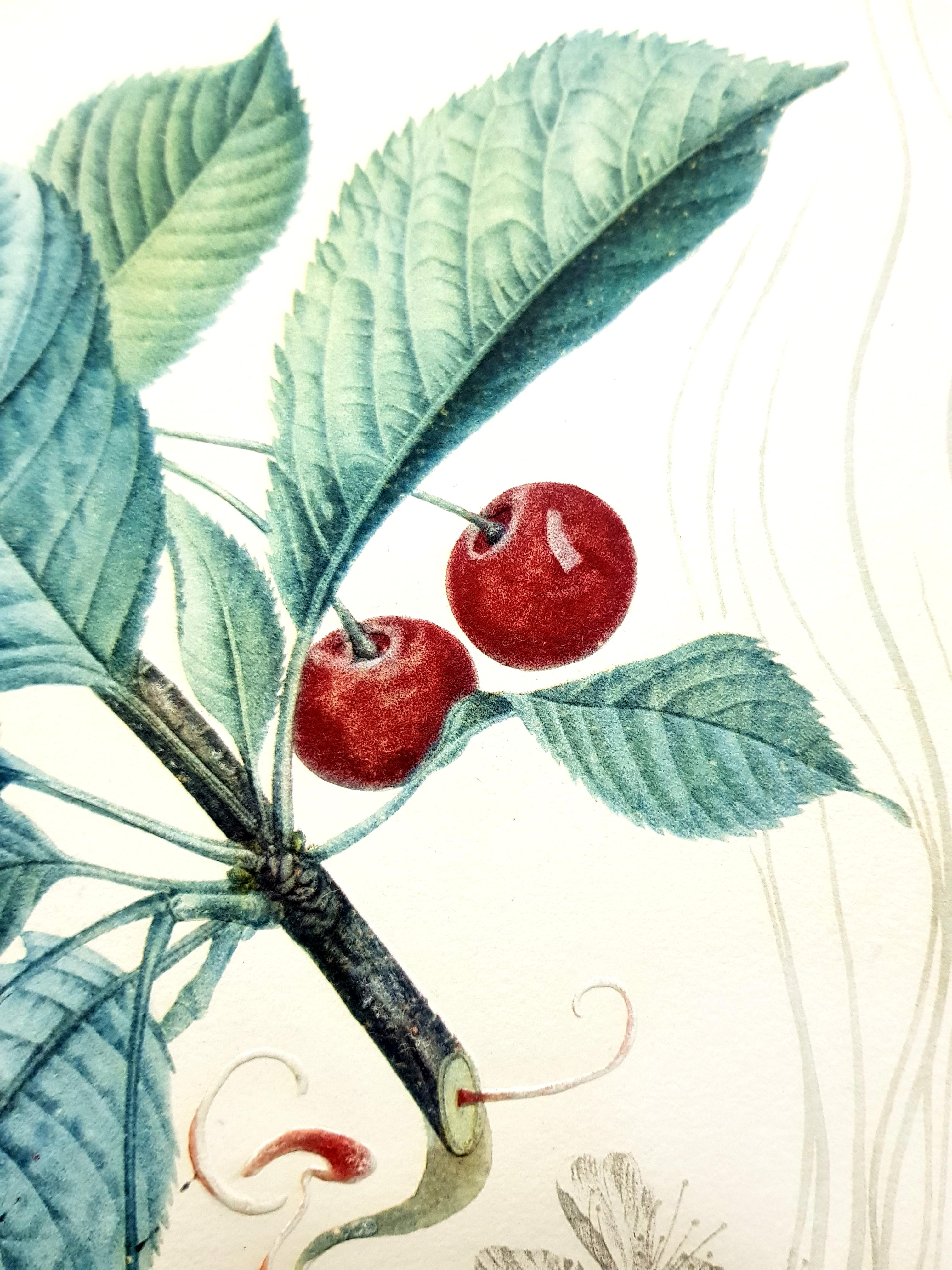 Salvador Dali - Cherries - Original Hand-Signed Lithograph For Sale 2