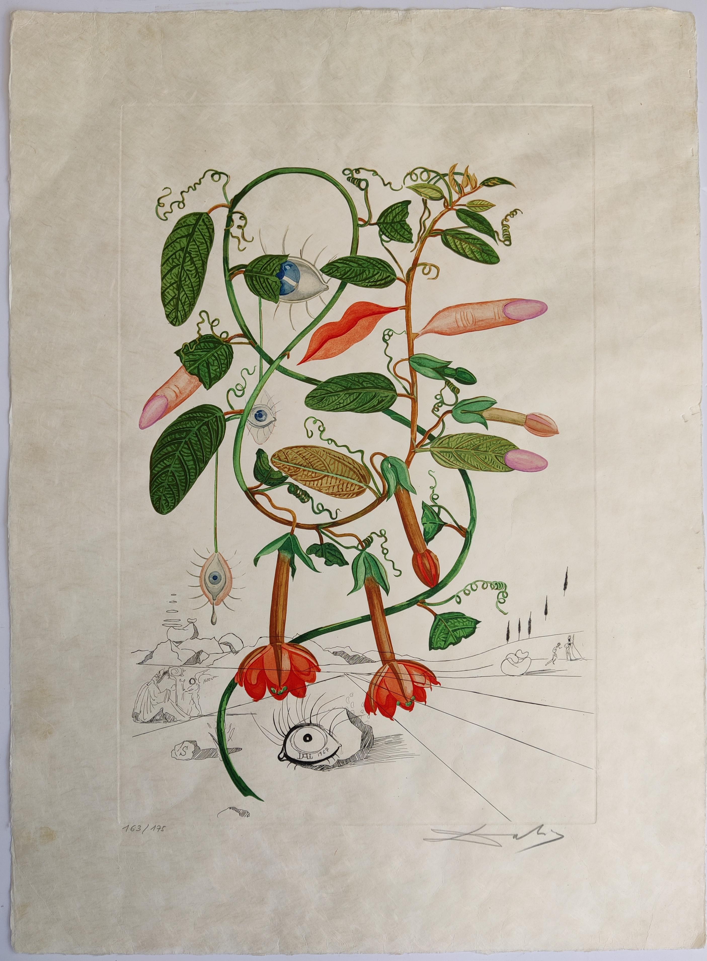 Salvador Dali - Cobea (Pisum Sensuale) - Print de Salvador Dalí