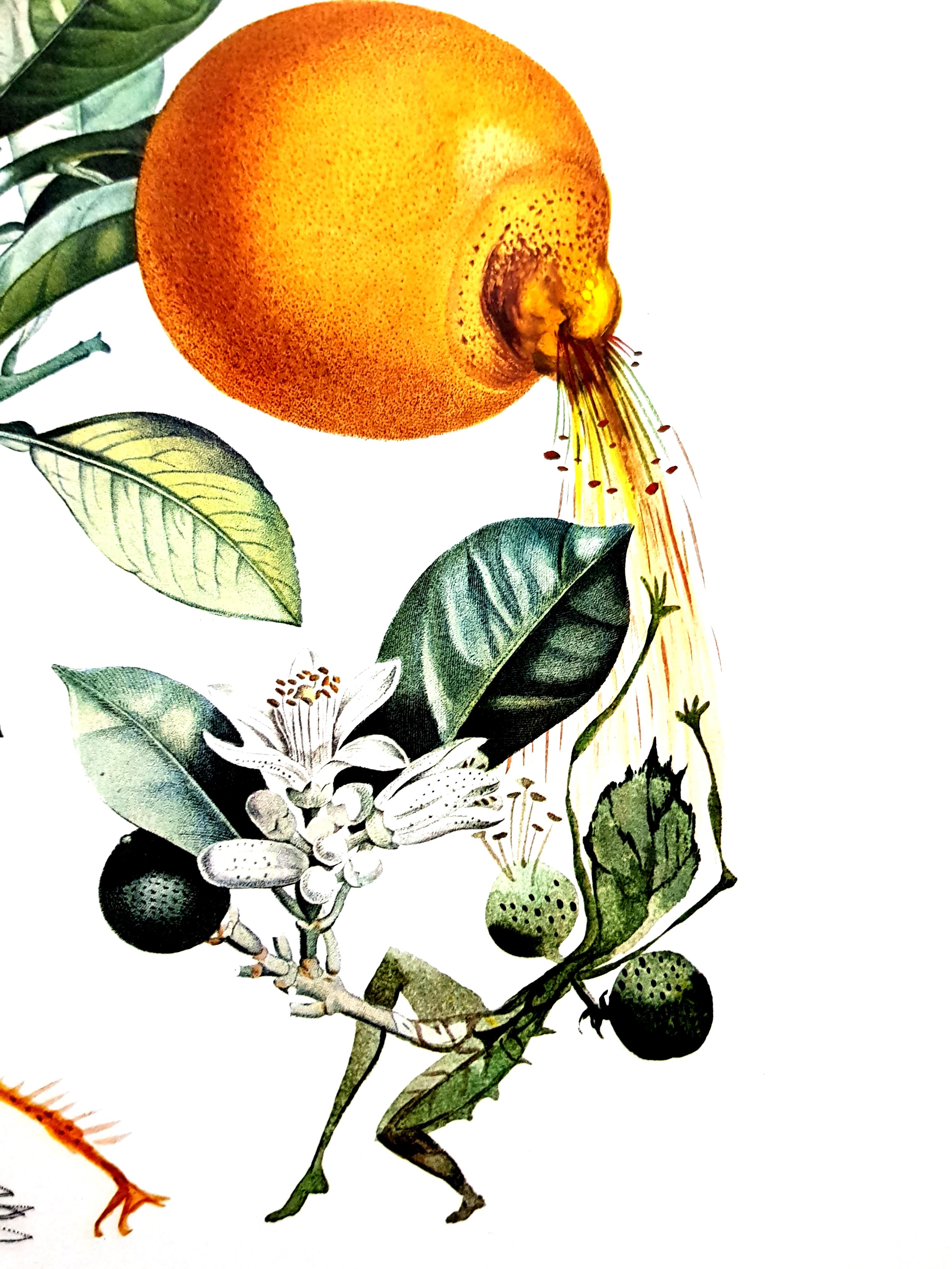 Salvador Dali – Erotische Grapefruit – Original handsignierte Lithographie im Angebot 5