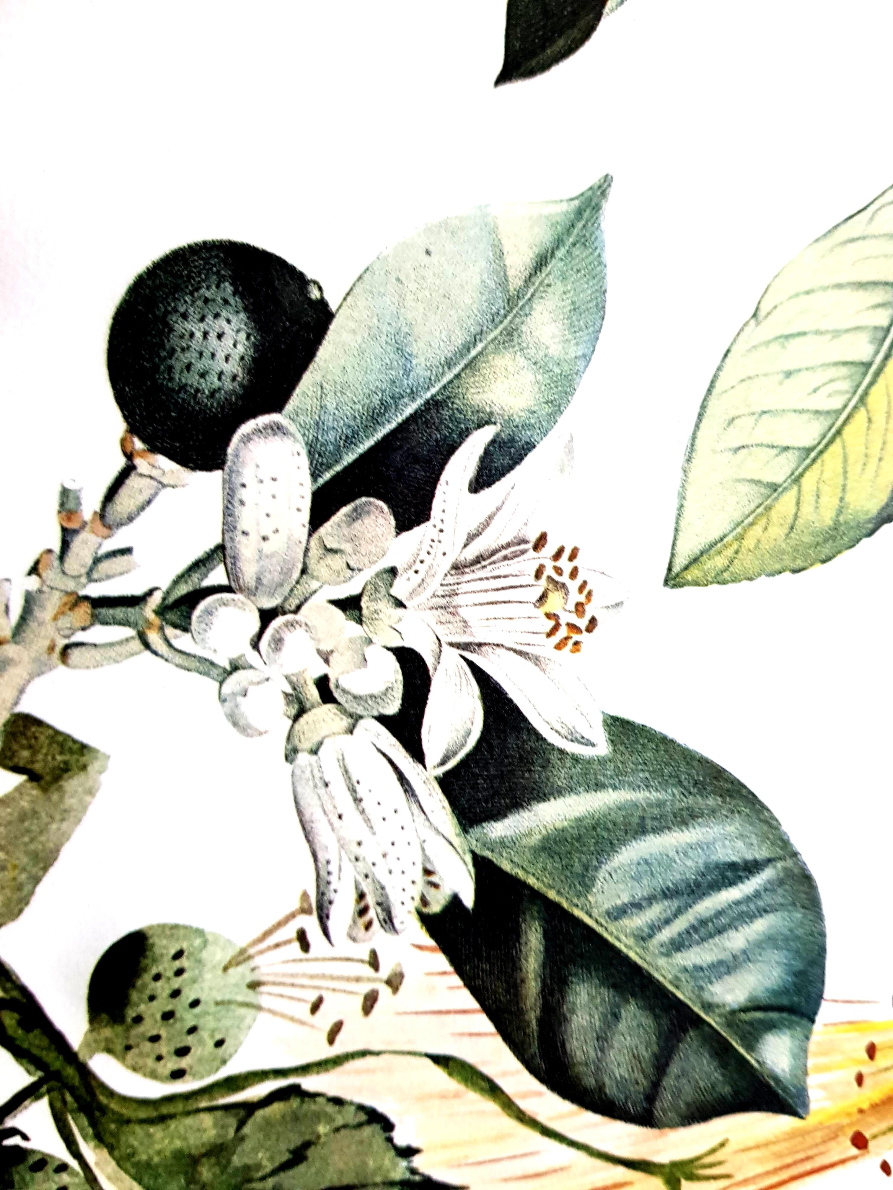 Salvador Dali - Pamplemousse érotique - Lithographie originale signée à la main en vente 6