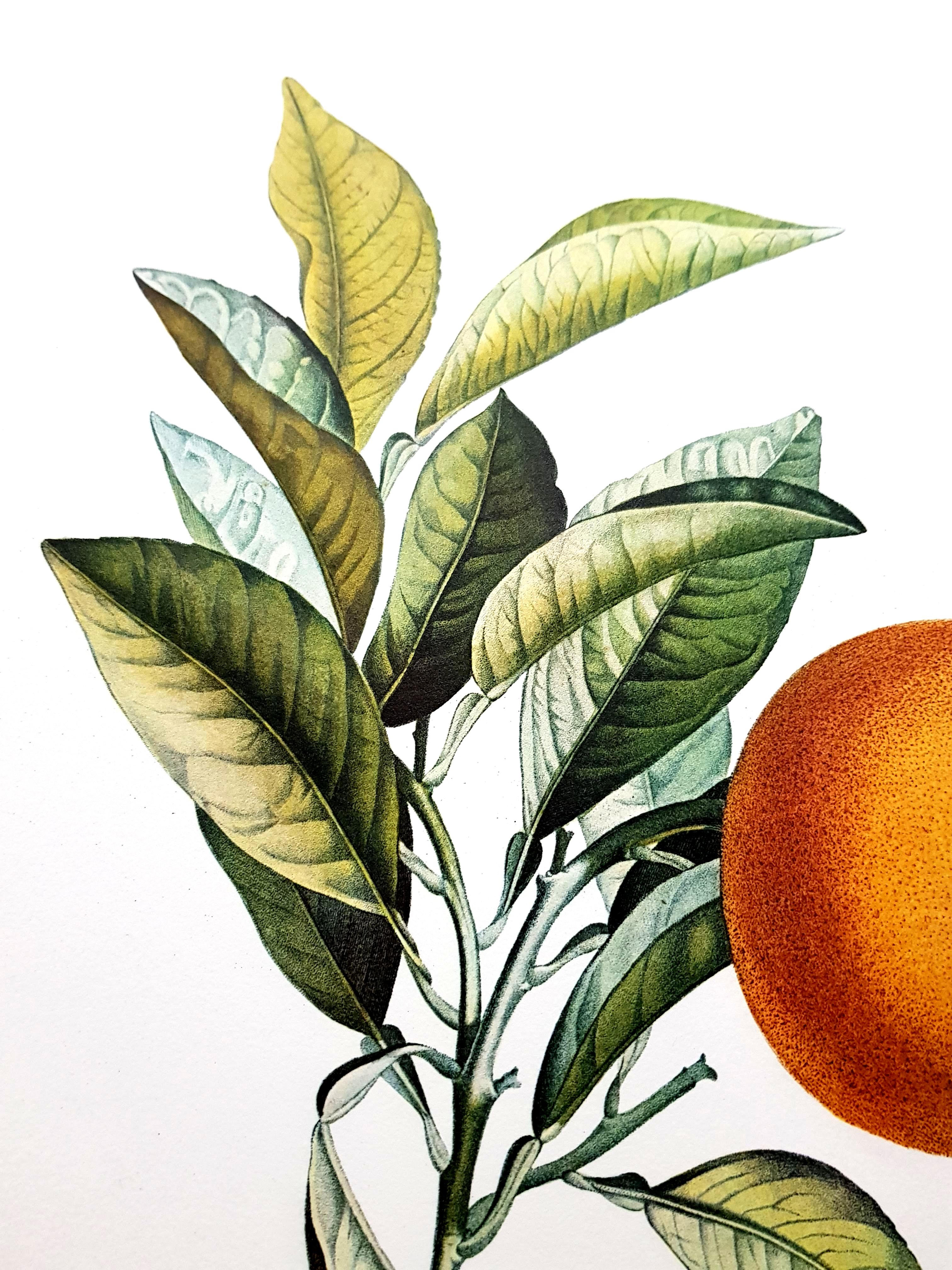 Salvador Dali – Erotische Grapefruit – Original handsignierte Lithographie im Angebot 7