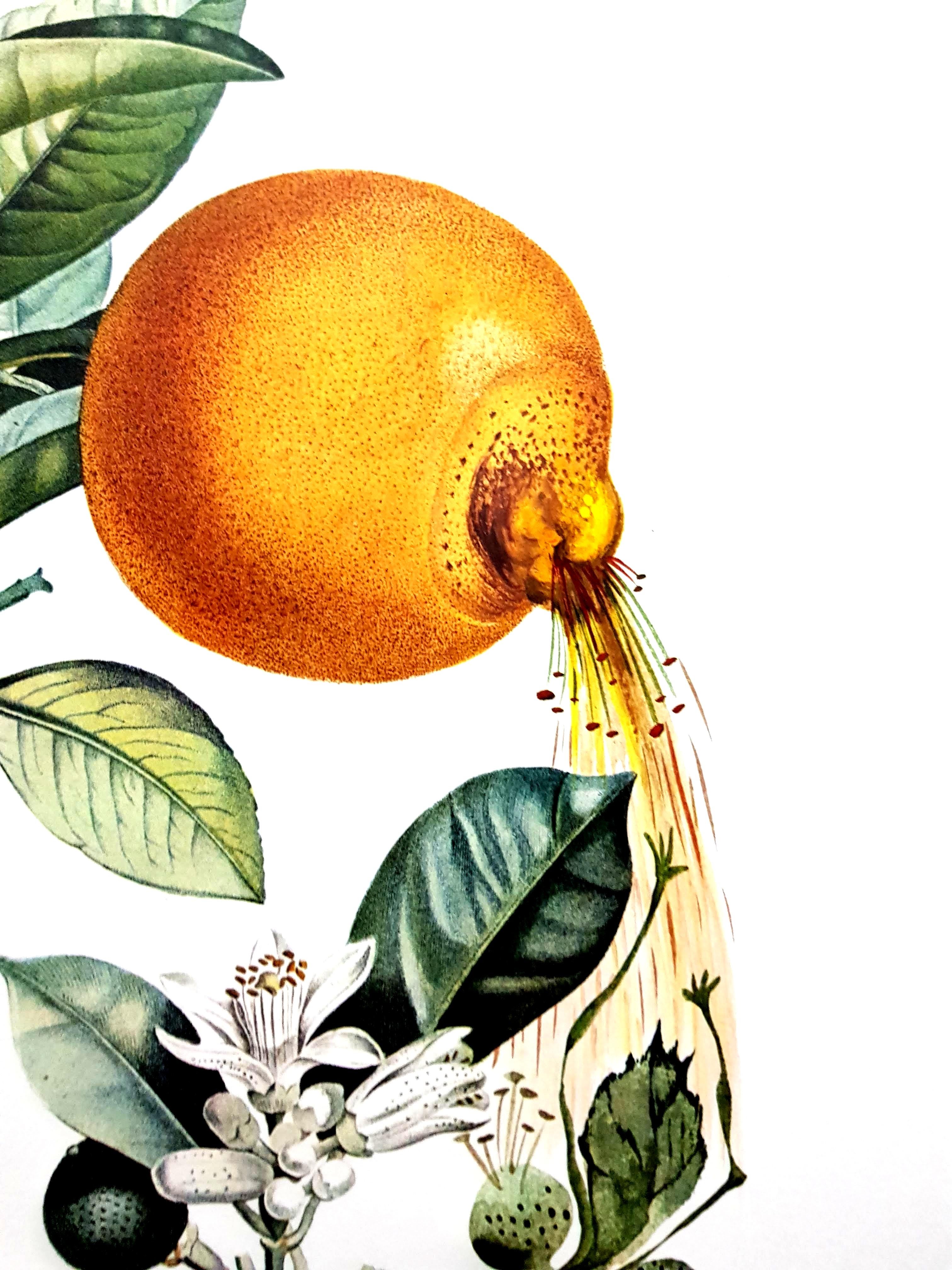 Salvador Dali – Erotische Grapefruit – Original handsignierte Lithographie im Angebot 4