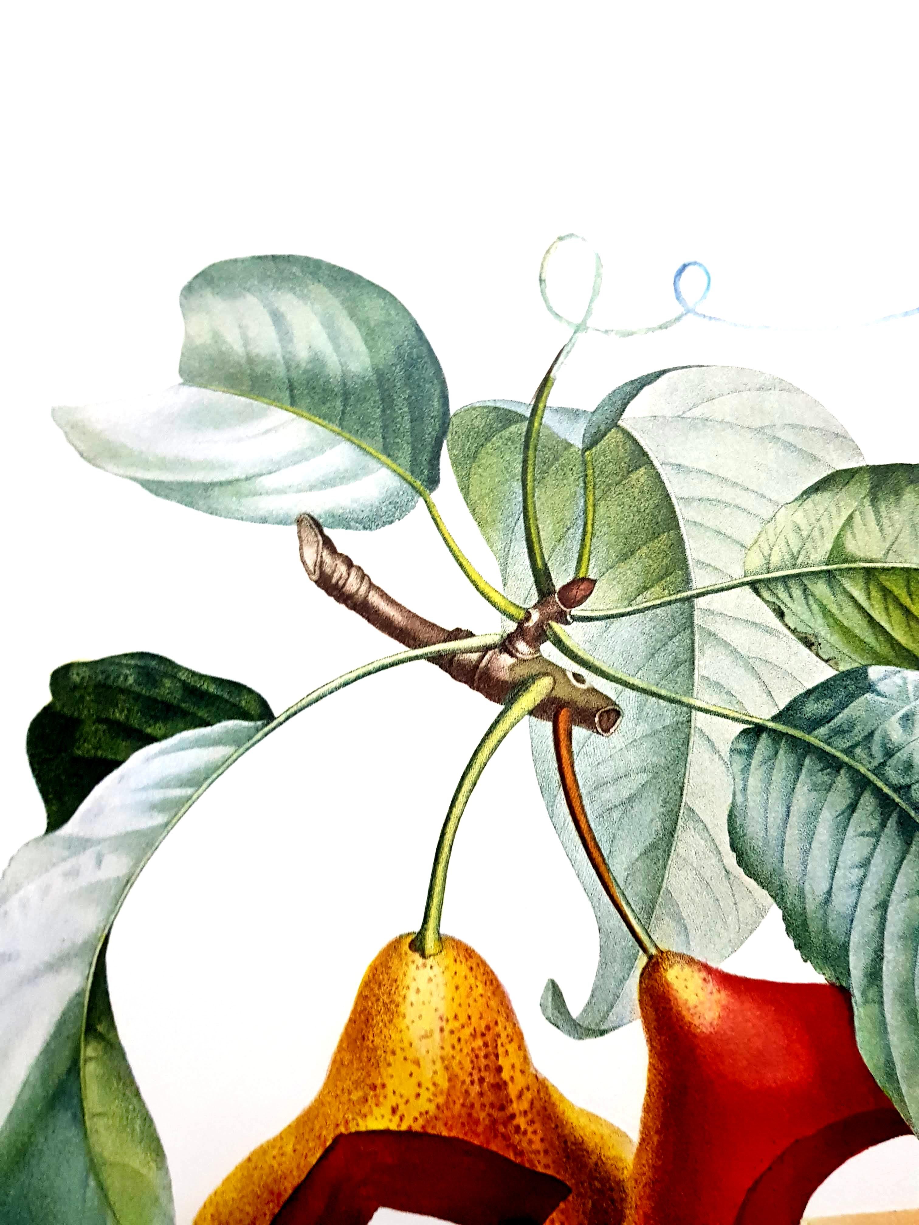 Salvador Dali - Fruits With Holes - Original Hand-Signed Lithograph For Sale 4