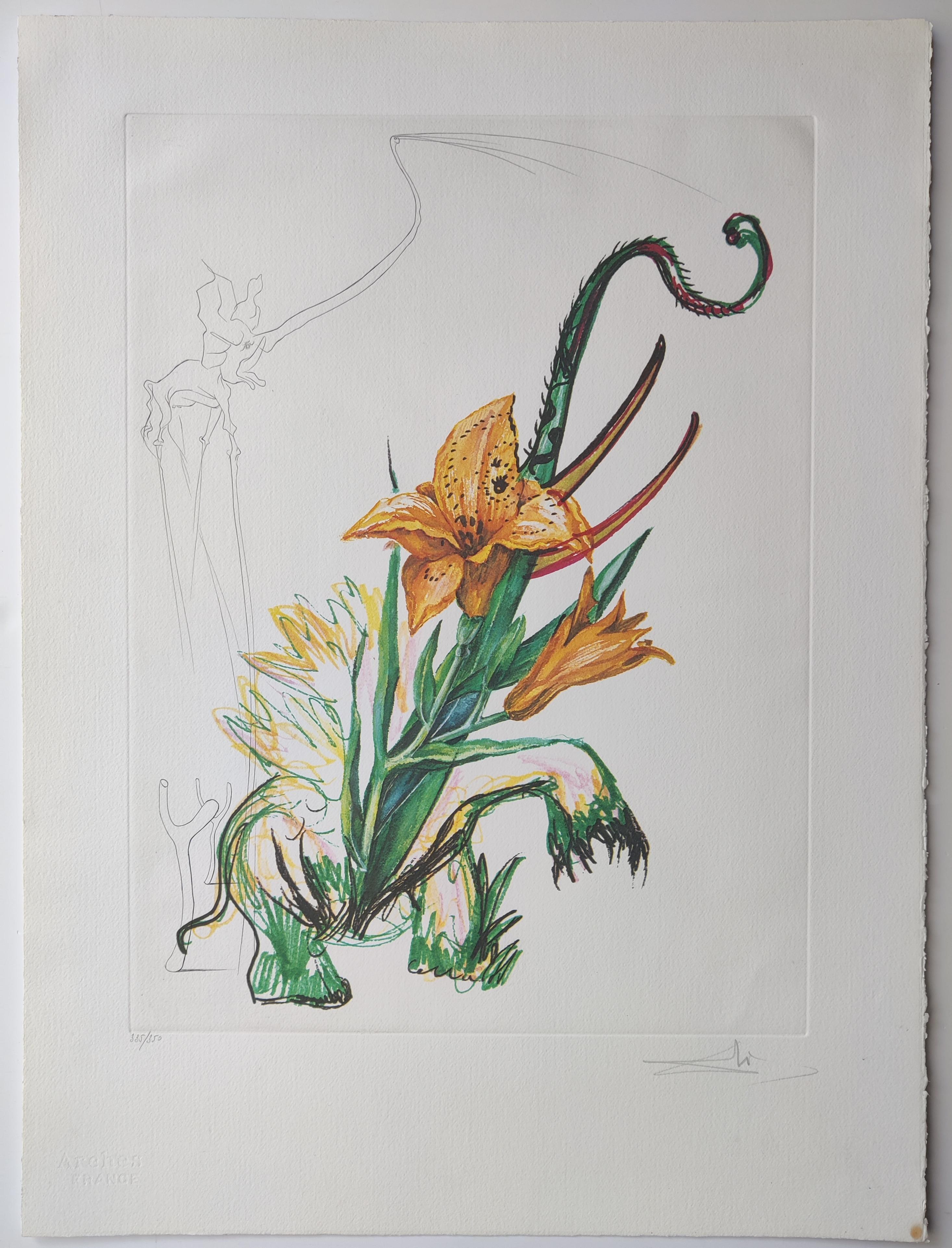 Salvador Dalí (1904-1989)
Hemerocallis thumbergii elephanter furiosa, aus Surrealistische Blumen, 1972
Kaltnadelradierung mit farbigem Heliogravurdruck
Handsigniert unten rechts 
Auflage 335 / 350 
Gemeinsam gedruckt von den Ateliers Rigal und