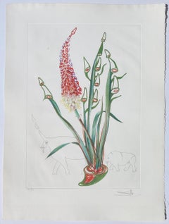 Salvador Dalí -- Kniphofia Aphrodisiaca