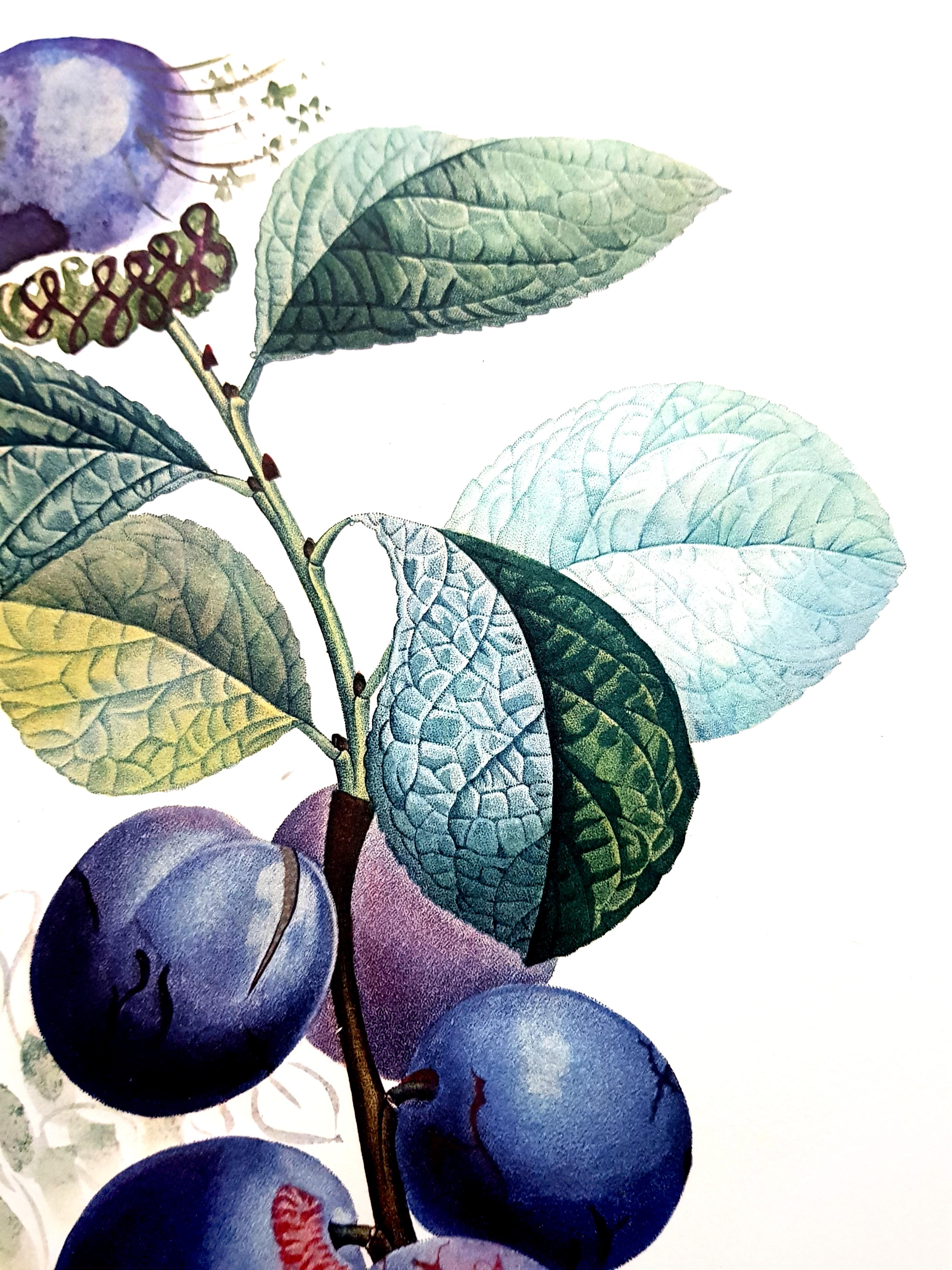 Salvador Dali – Pflaumenfarbene – Original handsignierte Lithographie im Angebot 8