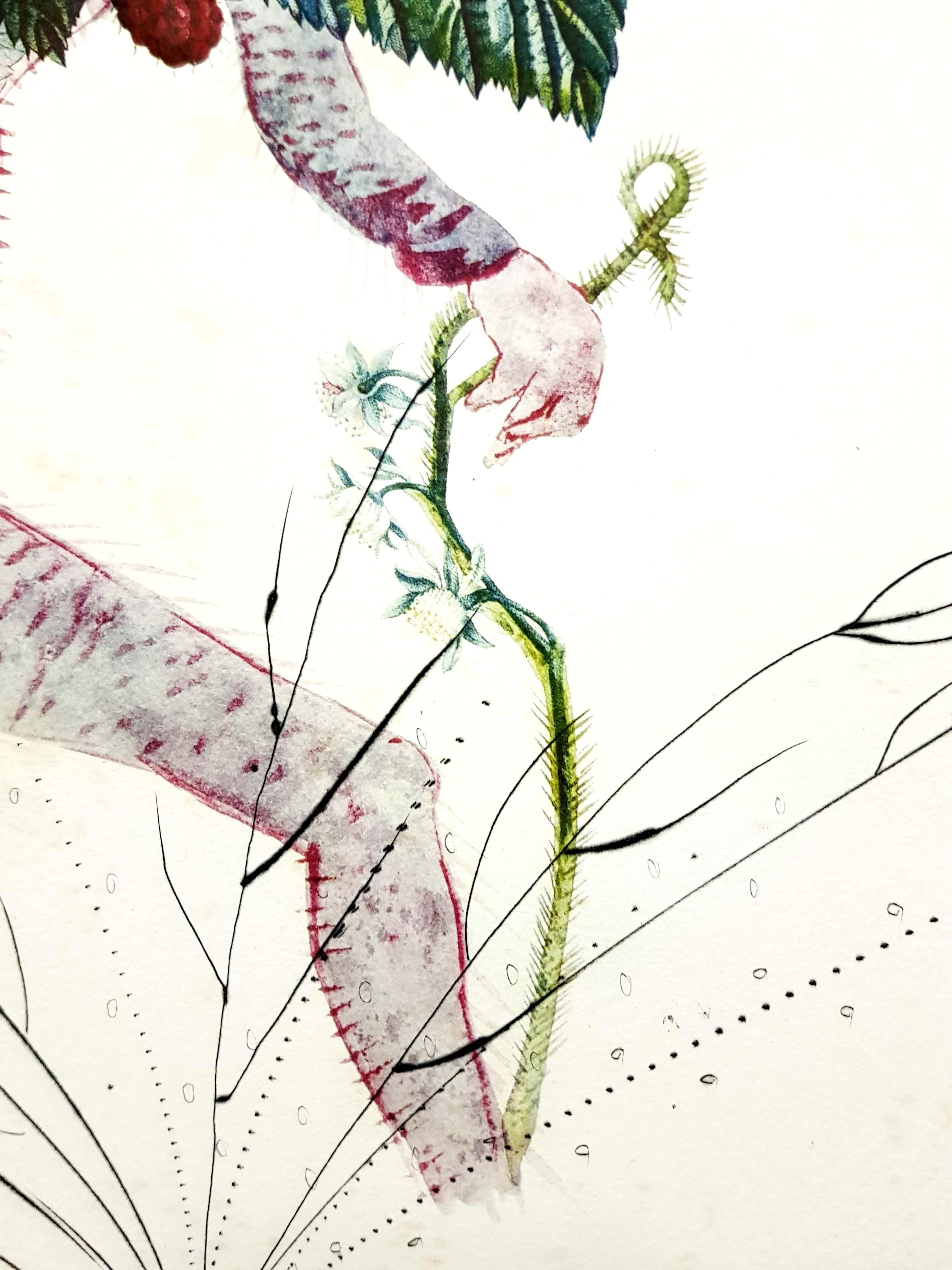Salvador Dali -  Raspberry - Original Hand-Signed Lithograph For Sale 2