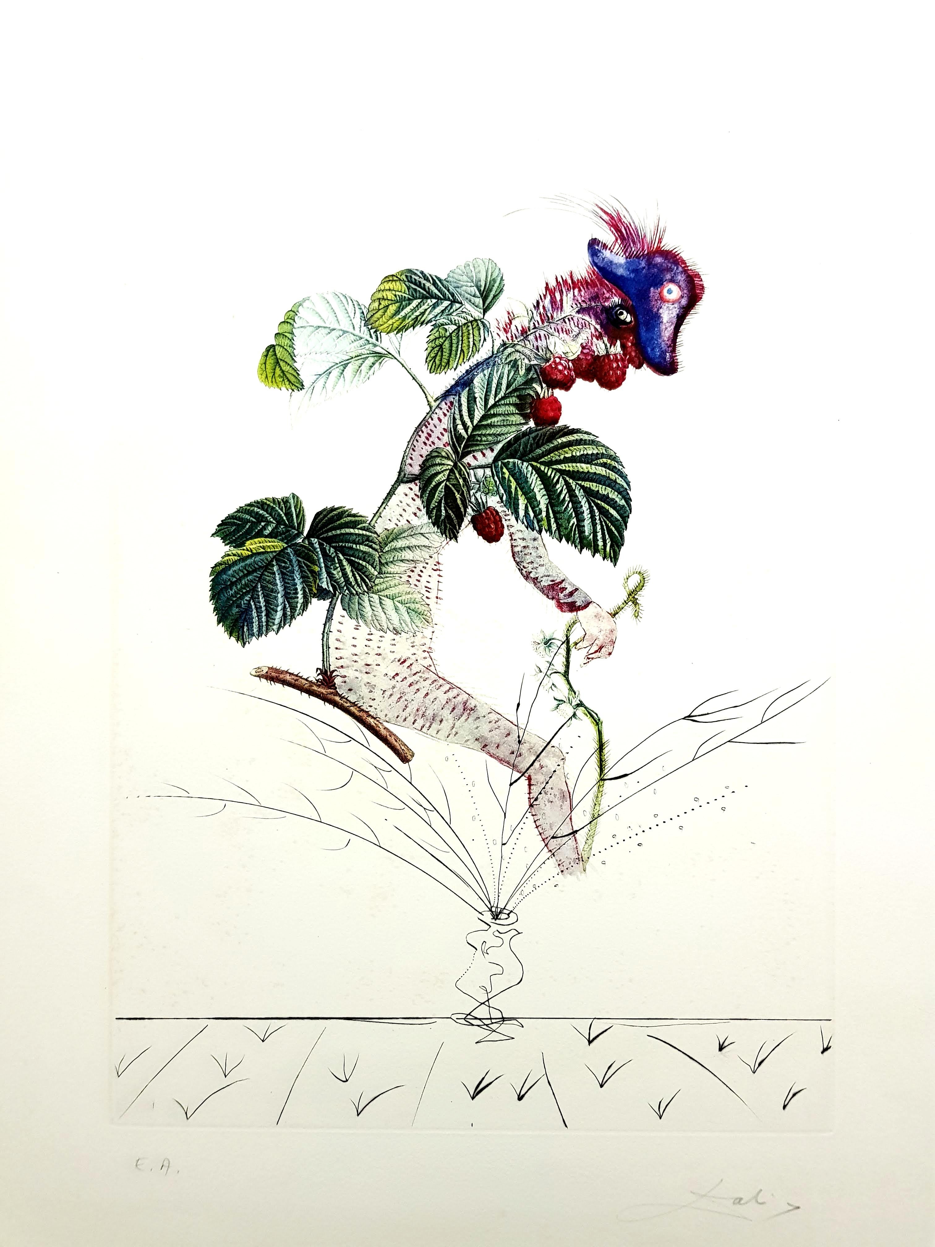 Salvador Dali -  Lithographie originale framboise, signée à la main