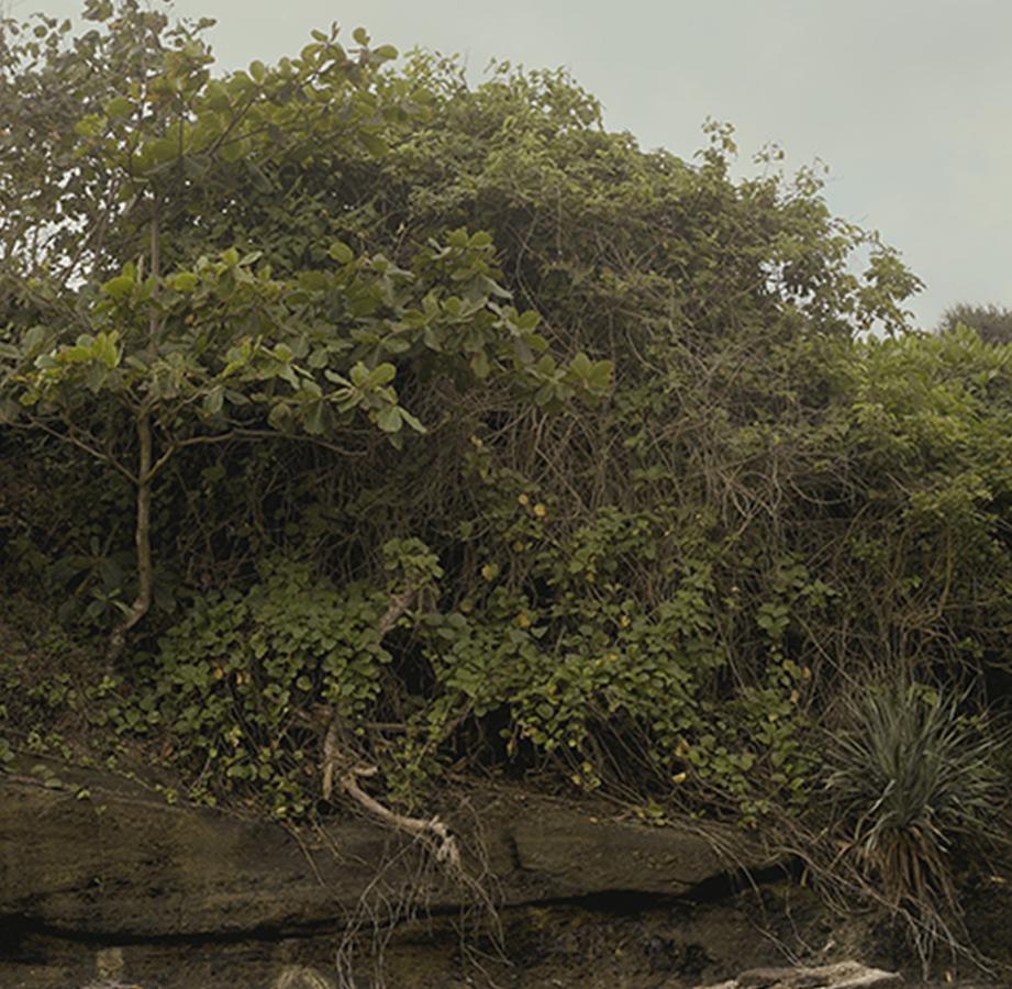 Forest, Paranoia-Serie. Landschaft.  Farbfotografie in limitierter Auflage (Zeitgenössisch), Photograph, von Salvatore Arnone
