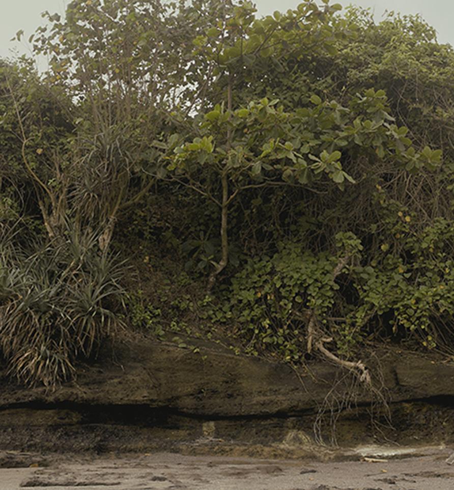 Forest, Paranoia-Serie. Landschaft.  Farbfotografie in limitierter Auflage (Schwarz), Color Photograph, von Salvatore Arnone