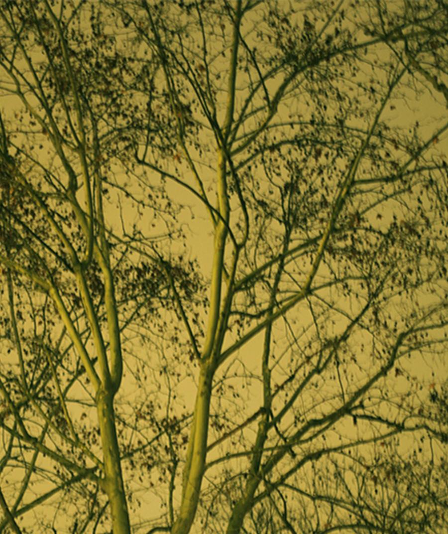 Untitled.20, Serie Paranoia. Landschaft. Farbfotografie in limitierter Auflage  (Zeitgenössisch), Photograph, von Salvatore Arnone